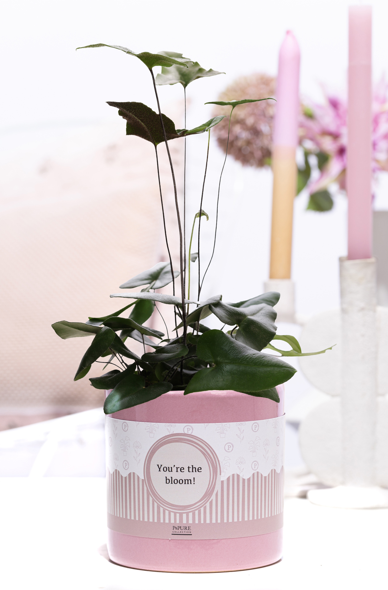 Hemionitis in Pure Essential, D 12