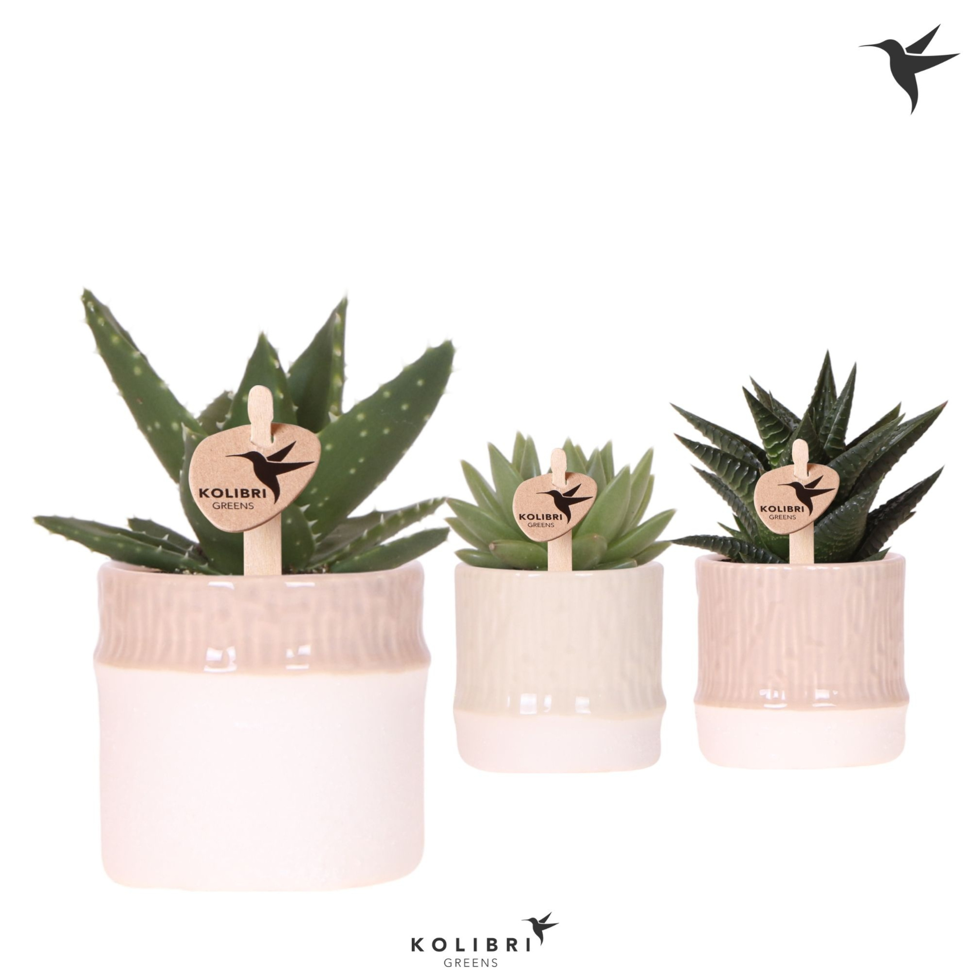 Kolibri Greens Succulenten mix in Bamboo pot mix, D 6