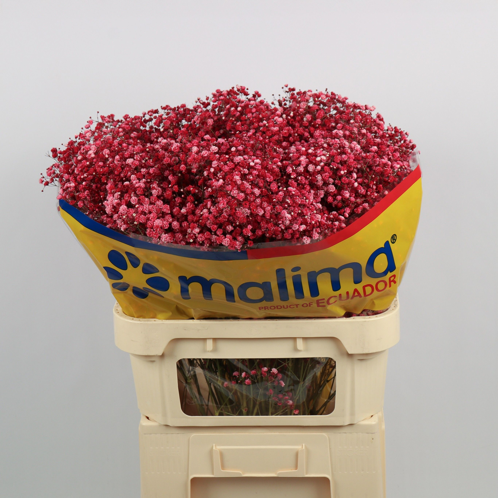 Гипсофила Овериг Крашеная (краш. ) 75, шт.