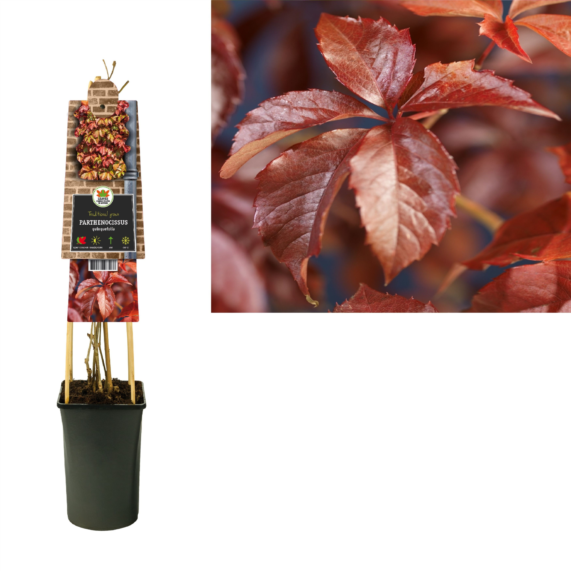 Parthenocissus quinquefolia +3.0 label, D 17 cm