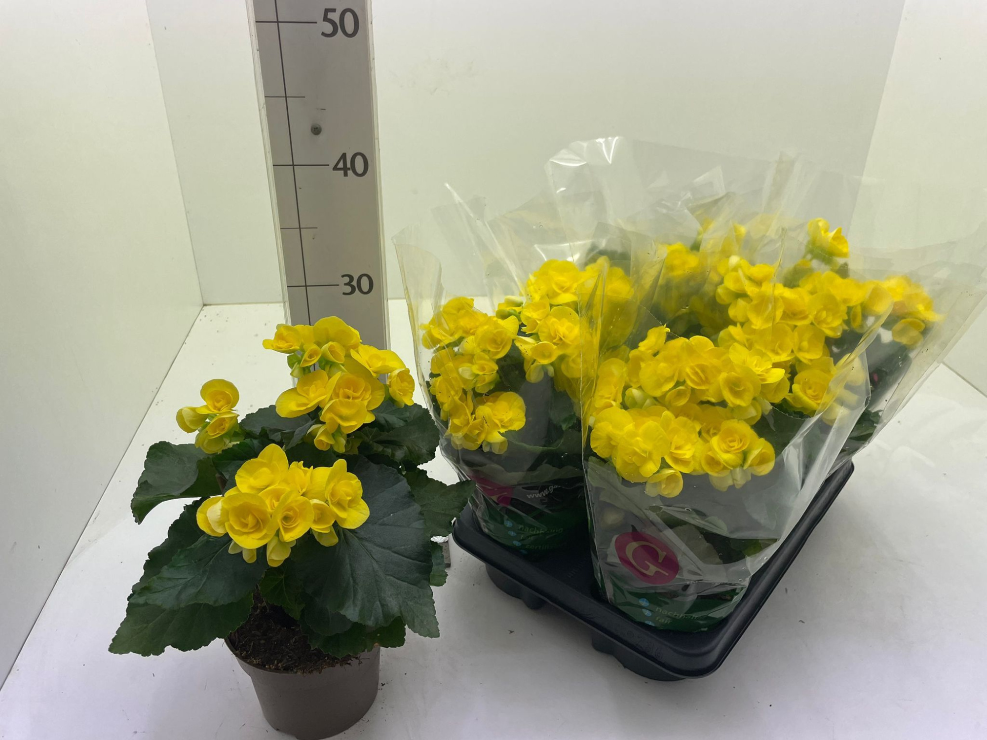 Begonia elatior P13 Gelb, D 13