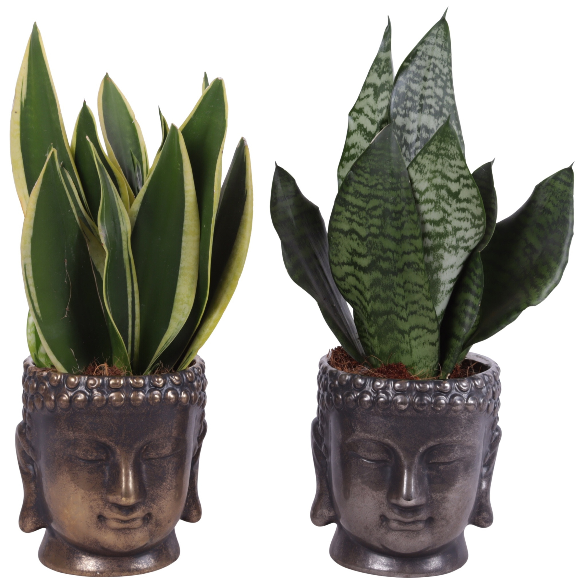 Sansevieria mix Ø12cm in Ø15cm Ceramic Buddha, D 15