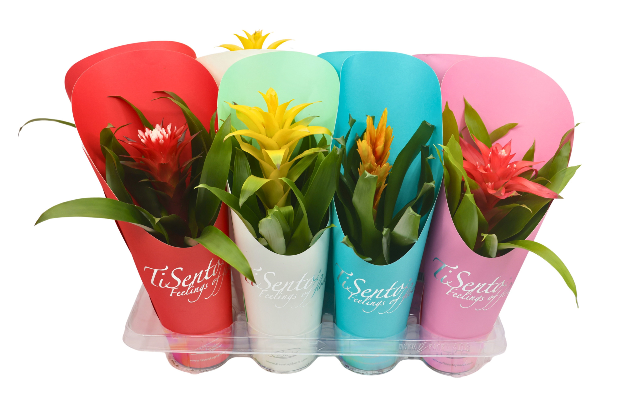Bromelia 12 cm - Mix cadeaucover, D 12 cm