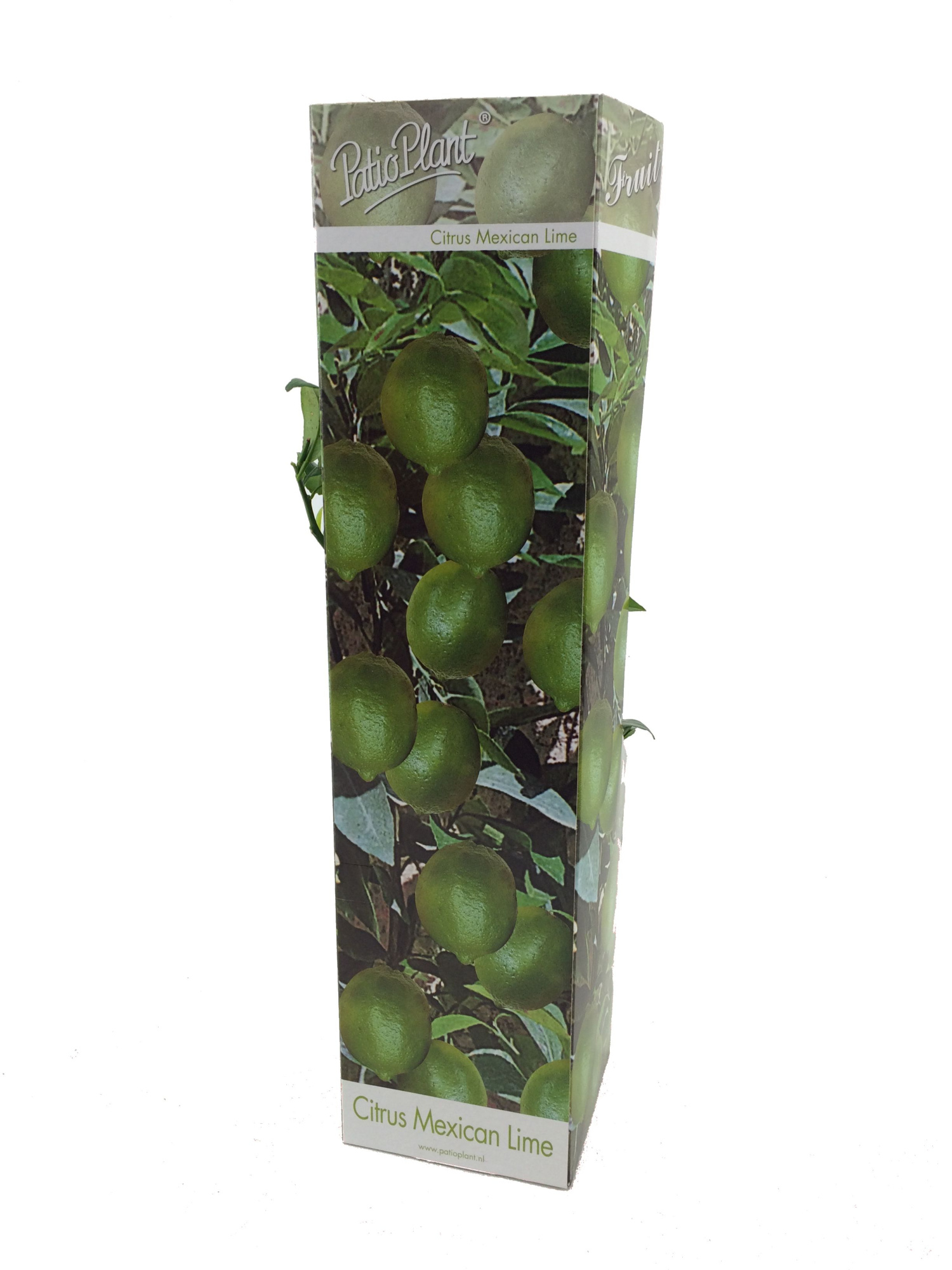 Citrus aurantifolia 'Limoen', D 9 cm