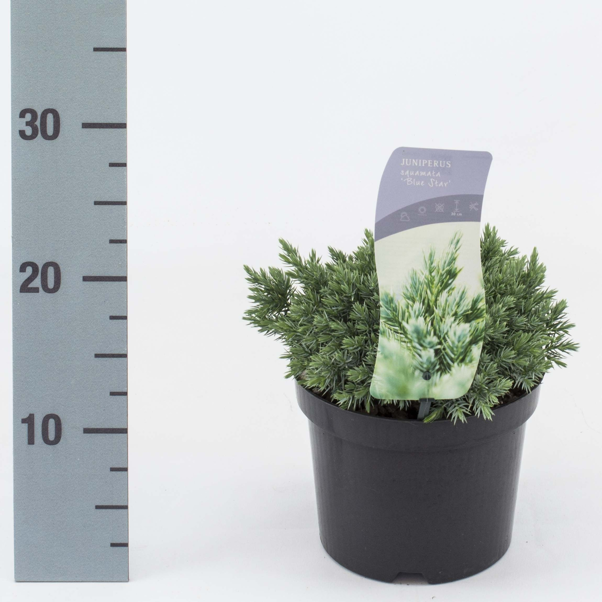 Juniperus squamata 'Blue Star', D 17 cm
