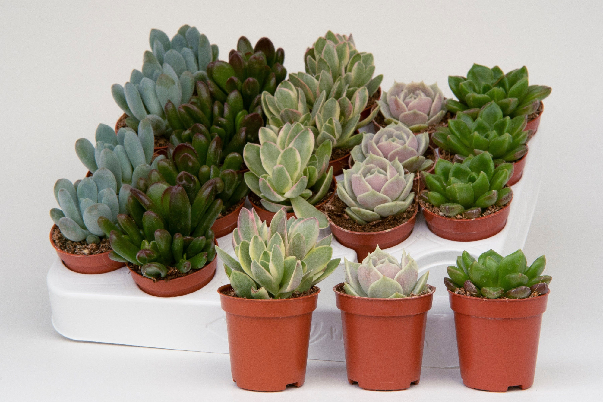 Succulent mix 5,5cm- 20 units tray, D 5,5 cm