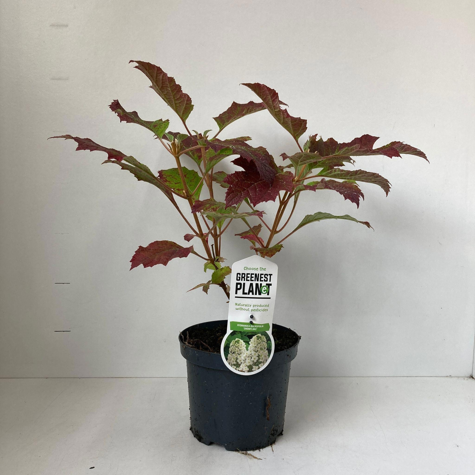 Hydrangea quercifolia 'Snowflake', D 19 cm