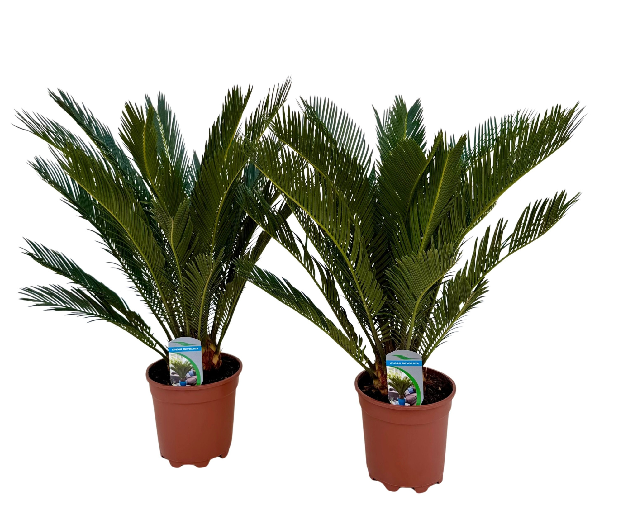 Cycas revoluta P17, D 17 cm