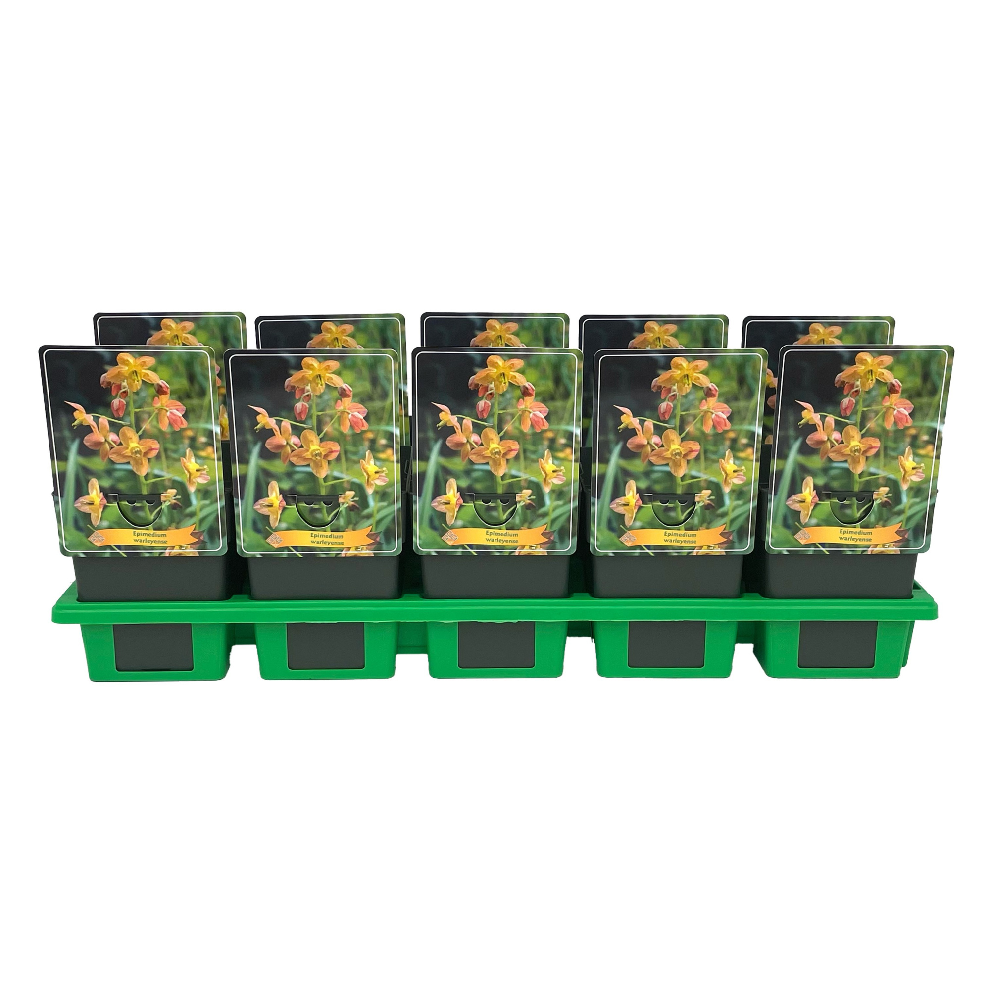Epimedium warleyense P11, D 11 cm