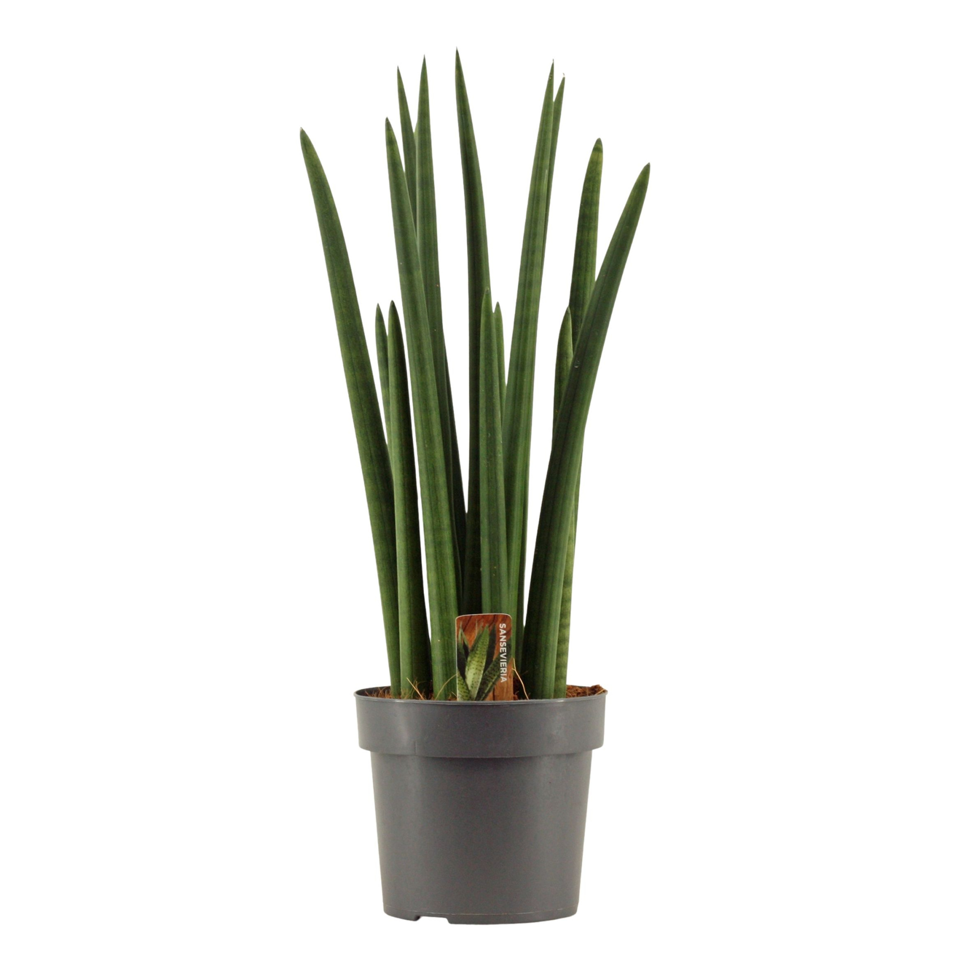 Sansevieria Cylindrica 17 cm Rocket, D 17