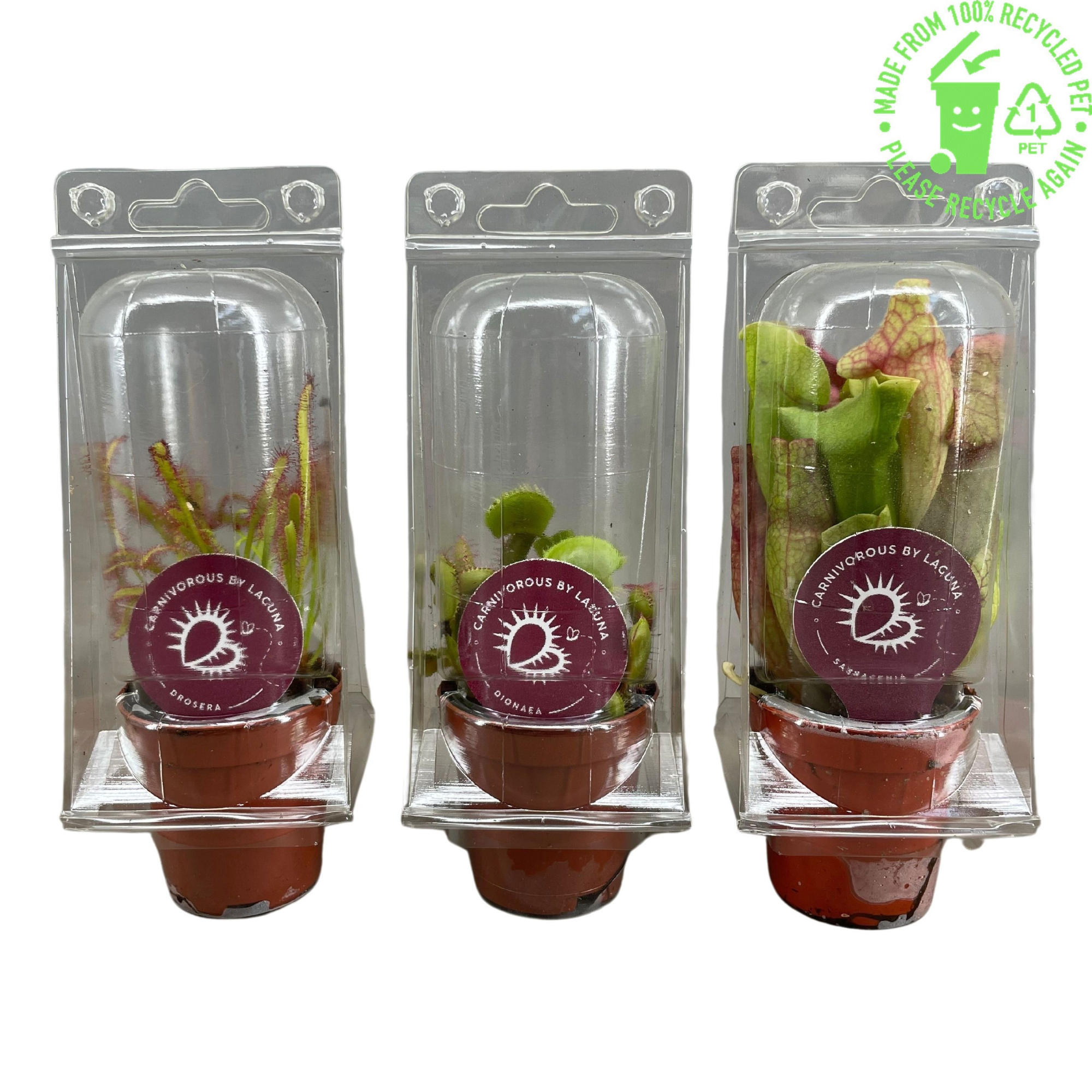 Vleesetende planten mix 5,5 cm in transparante blister, D 5,5