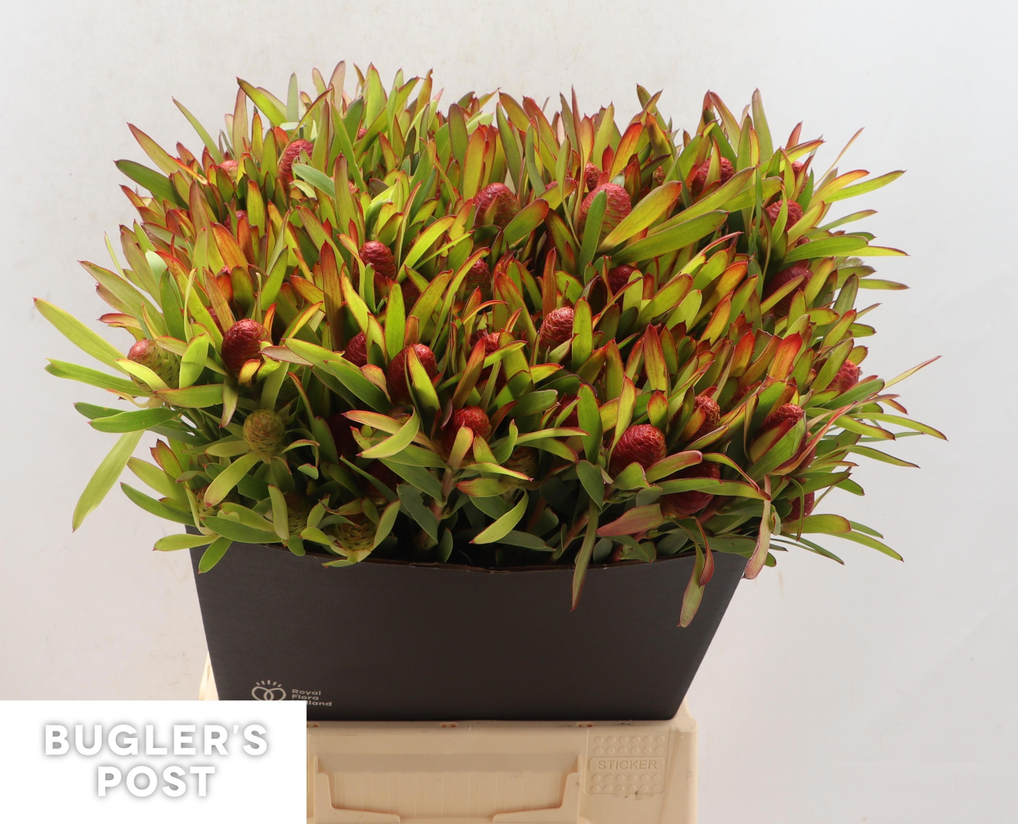 Леукадендрон Черри Перл 50, шт.