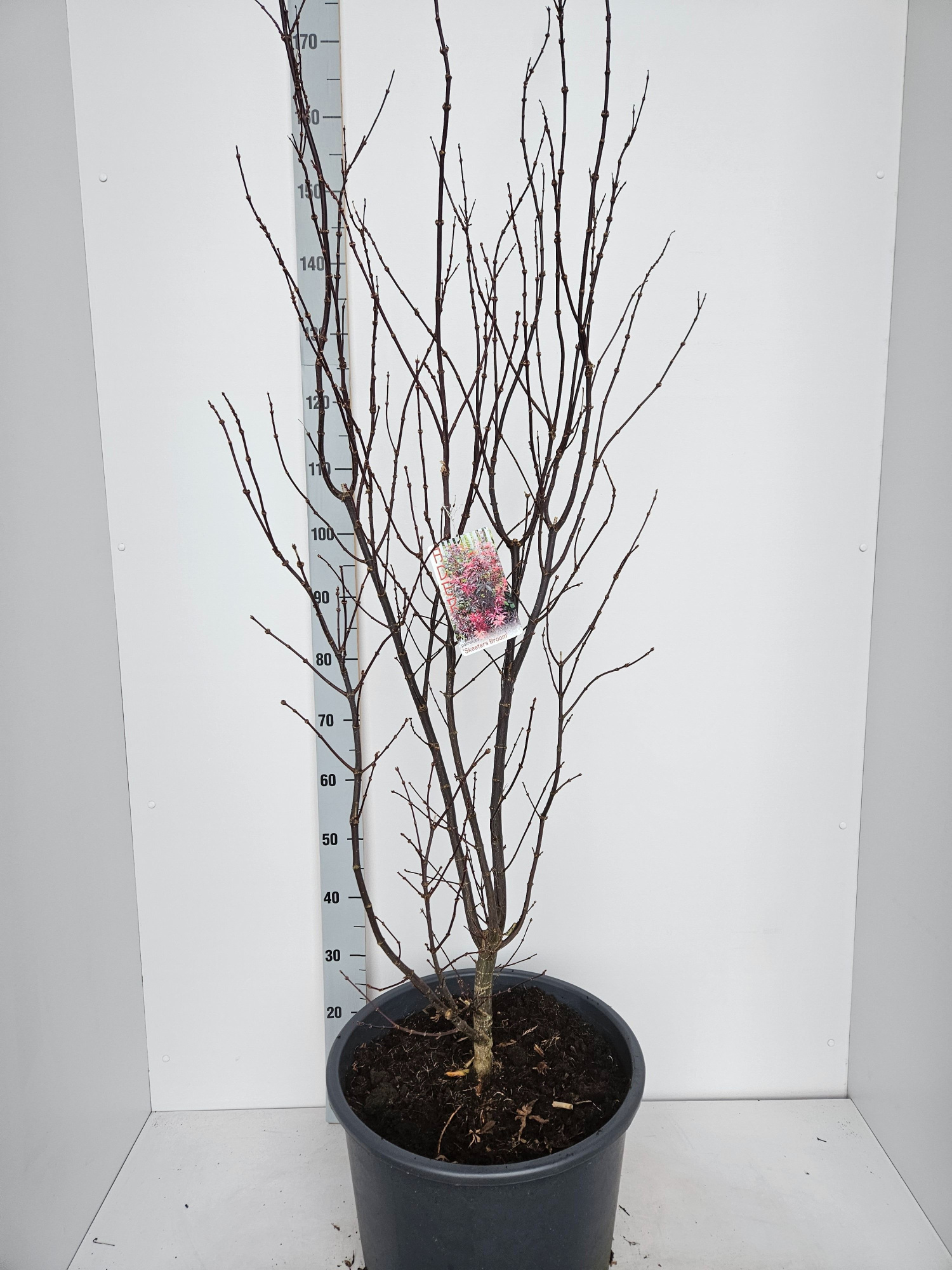 Acer palmatum 'Skeeters Broom', D 43