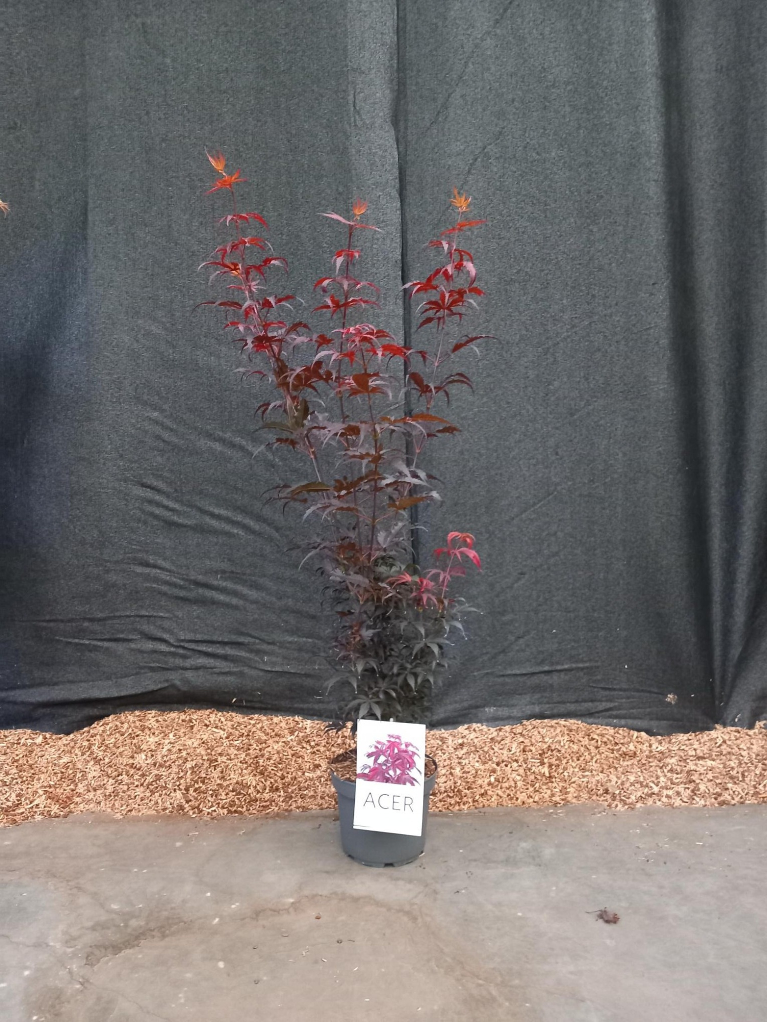 Acer palmatum Skeeters Broom, D 21 cm
