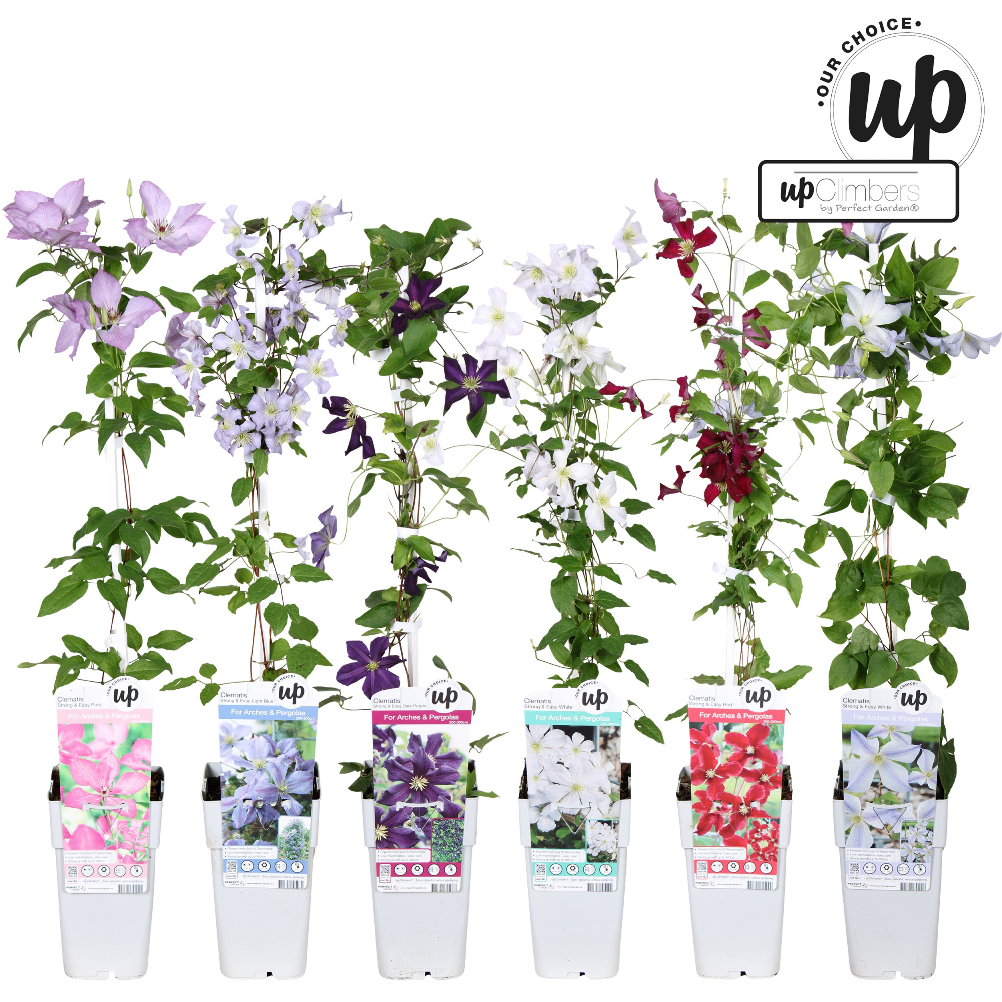 Clematis Strong and Easy mix laag P15, D 15