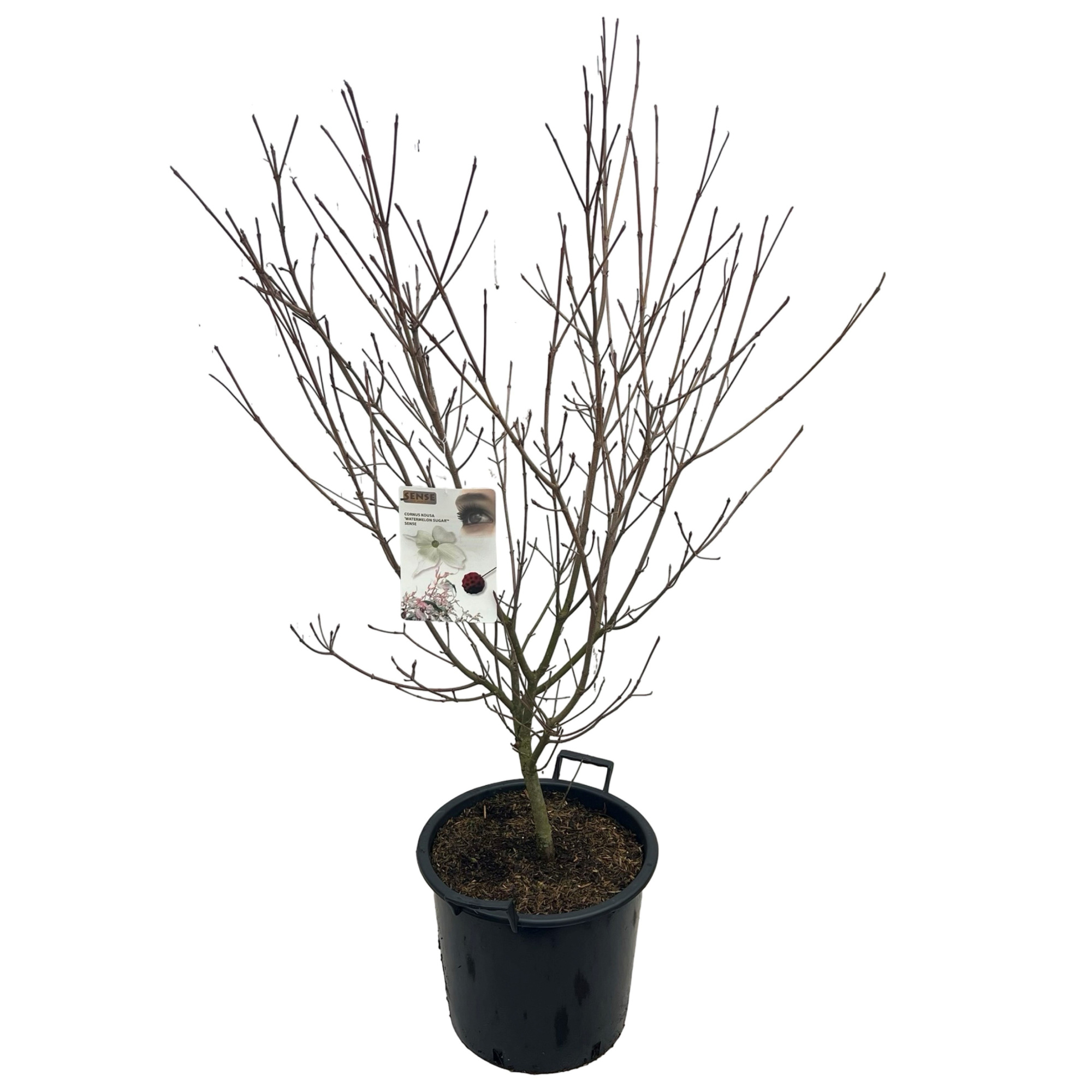 Cornus kousa 'Watermelon Sugar' ® sense, D 50