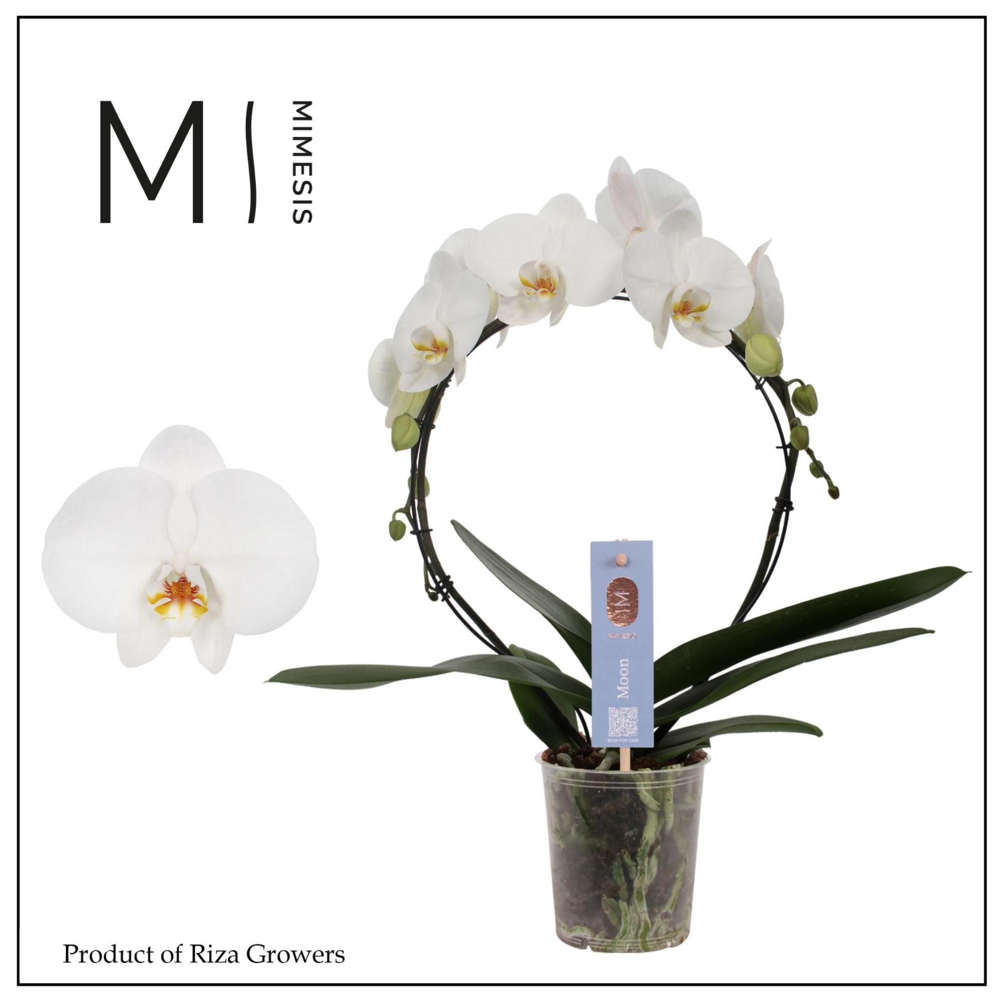 Phalaenopsis Moon White 16+ flowers - 9cm | Mimesis, D 9 cm
