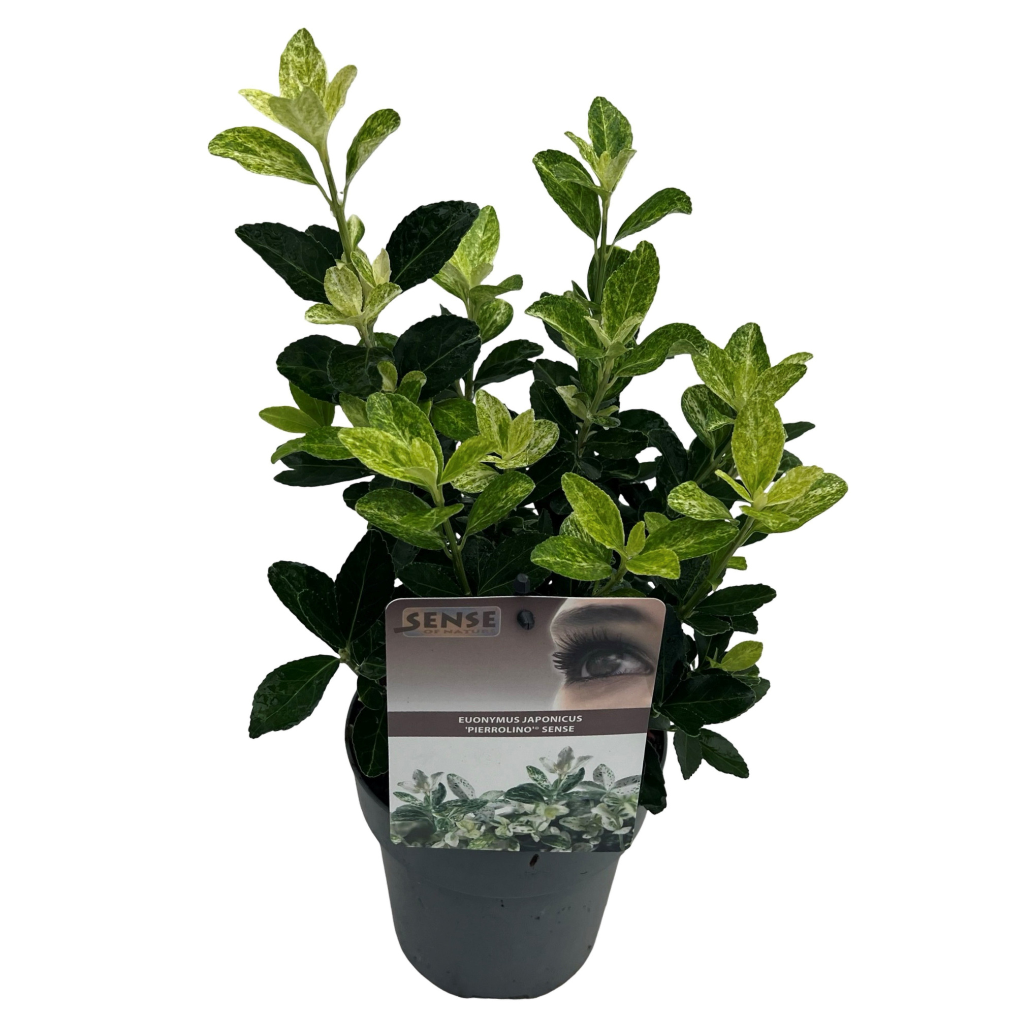 Euonymus jap. 'Pierrolino' sense, D 15 cm