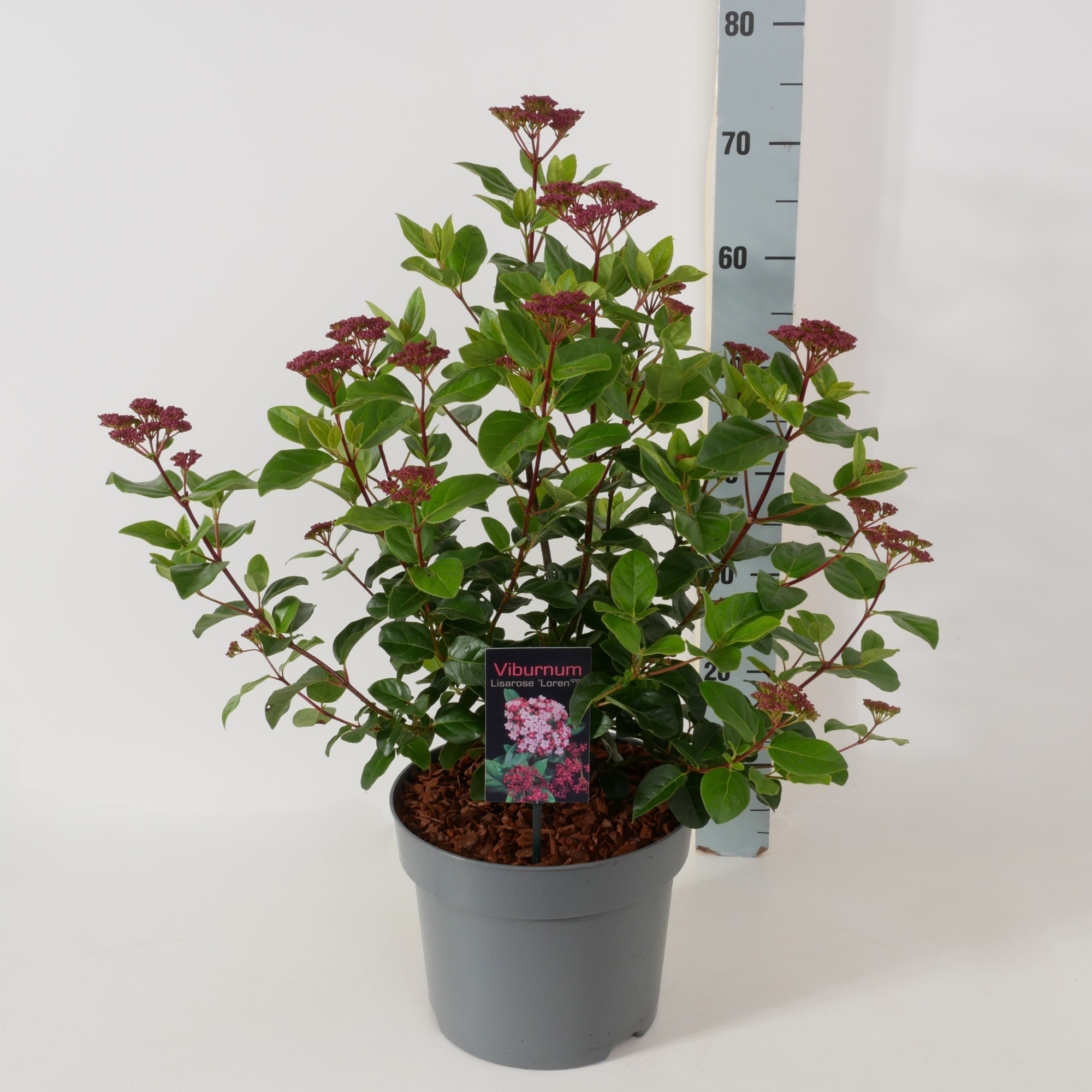 Viburnum Lisarose 'Loren' P26, D 26