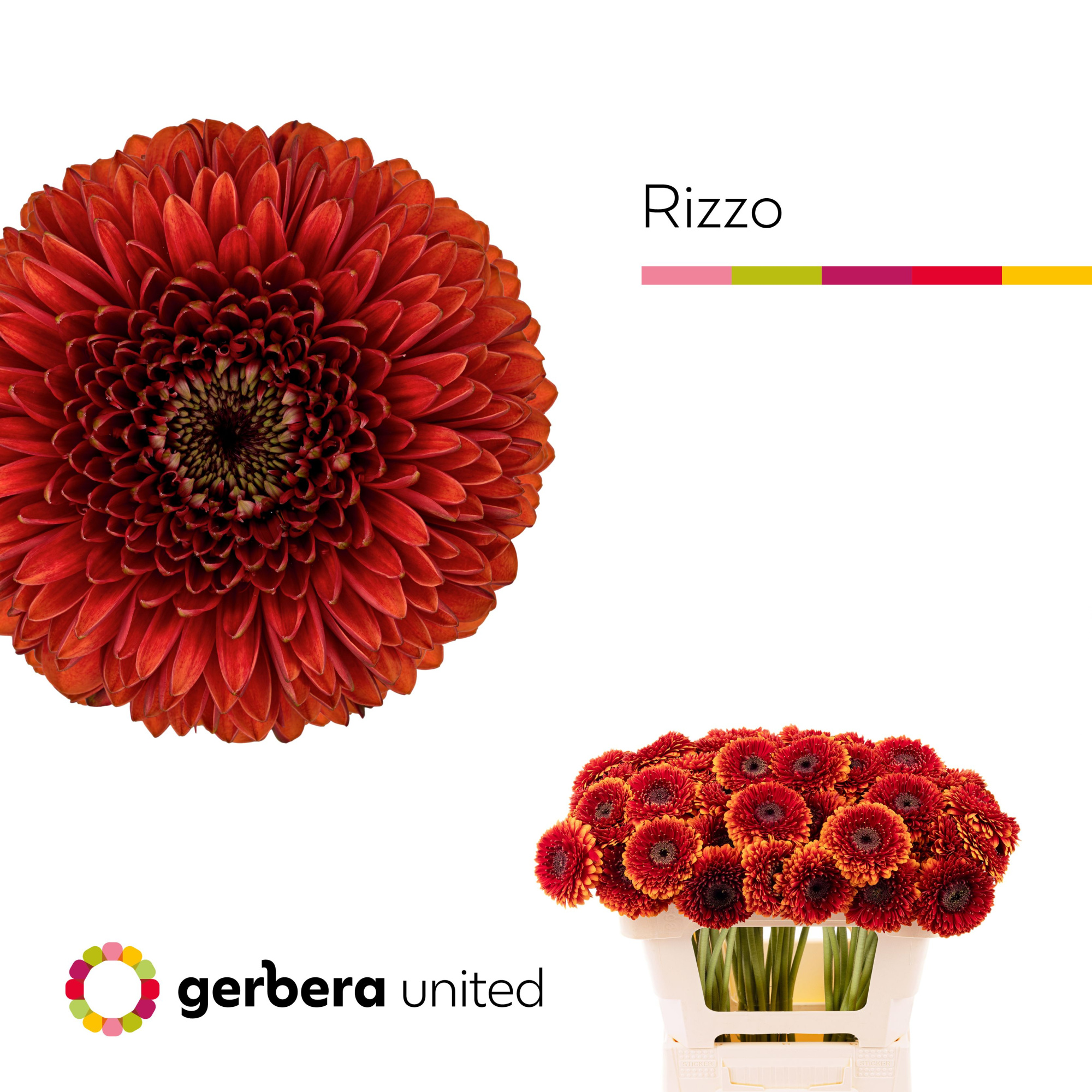 Гермини Помпон Риццо, шт.