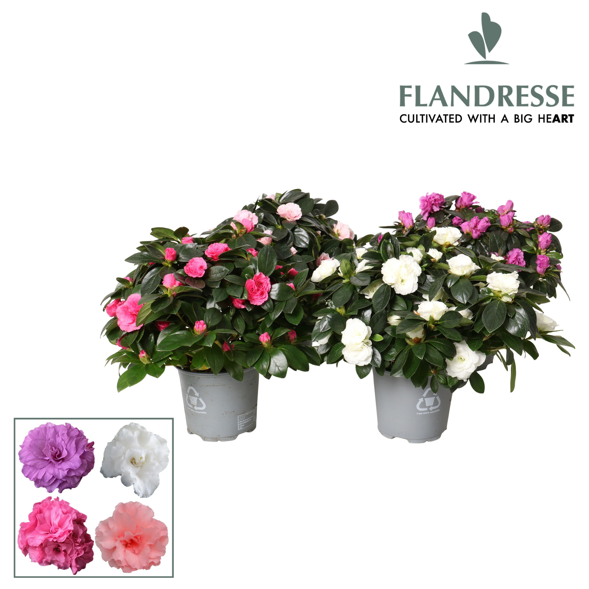 Azalea Flandresse® Premium Aiko 'gemengd' 22 - 25 cm, D 12