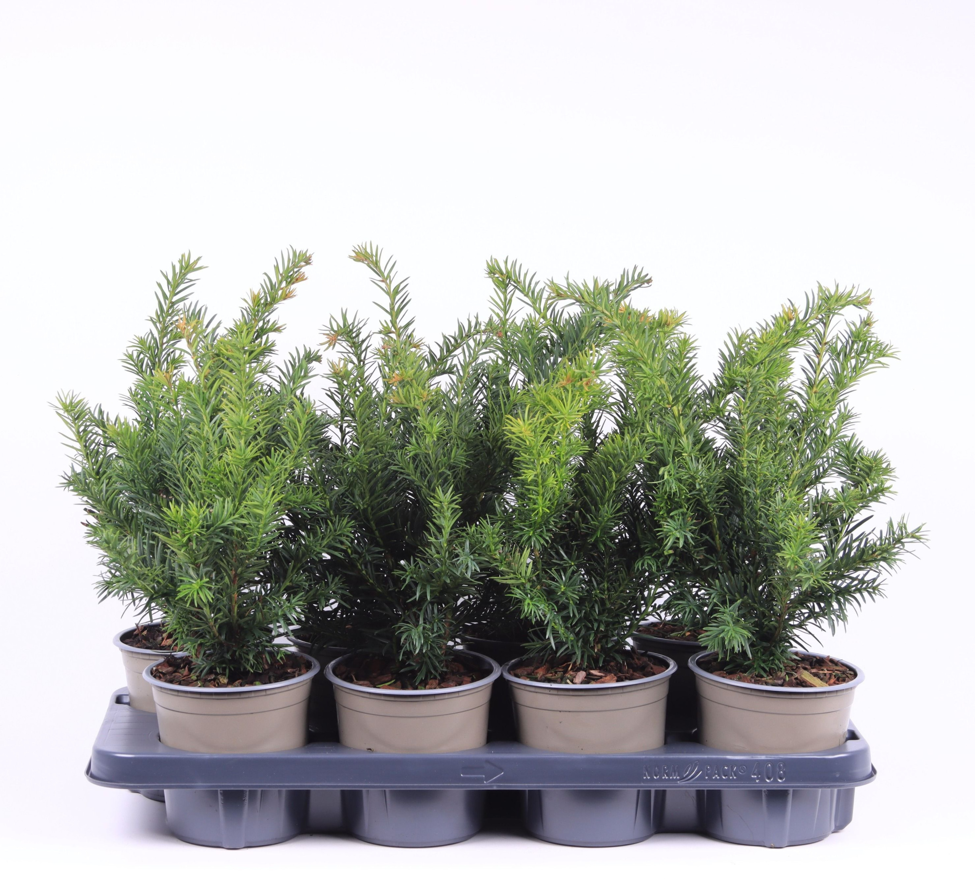 Taxus baccata 'Repandens', D 13 cm
