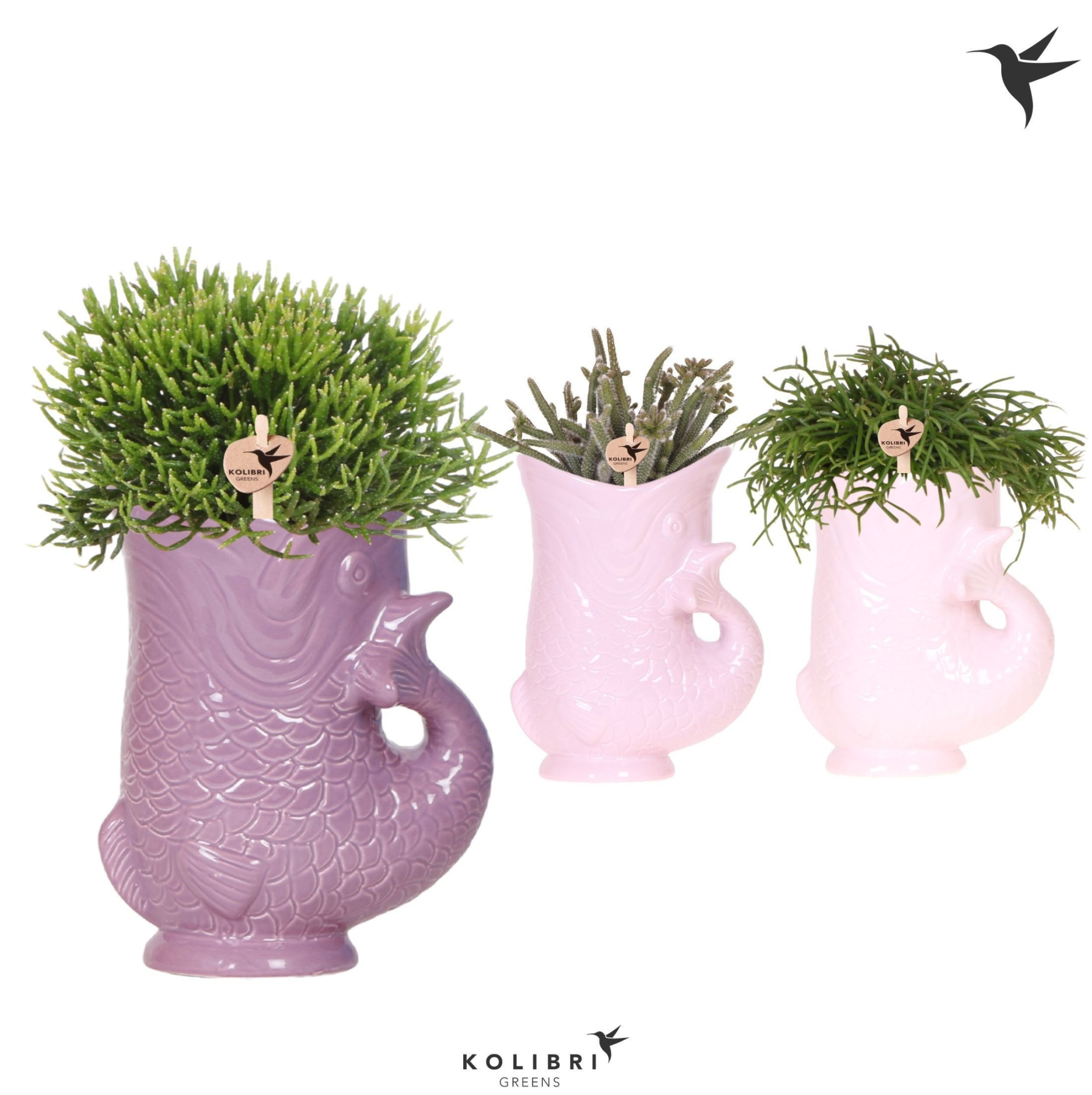 Kolibri Greens Rhipsalis mix in Fish pot lila mix, D 9 cm