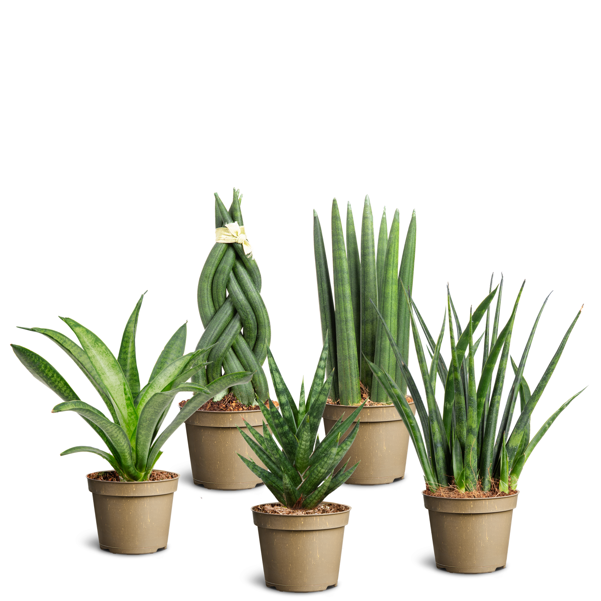 Sansevieria Grass of Steel Collection, D 6
