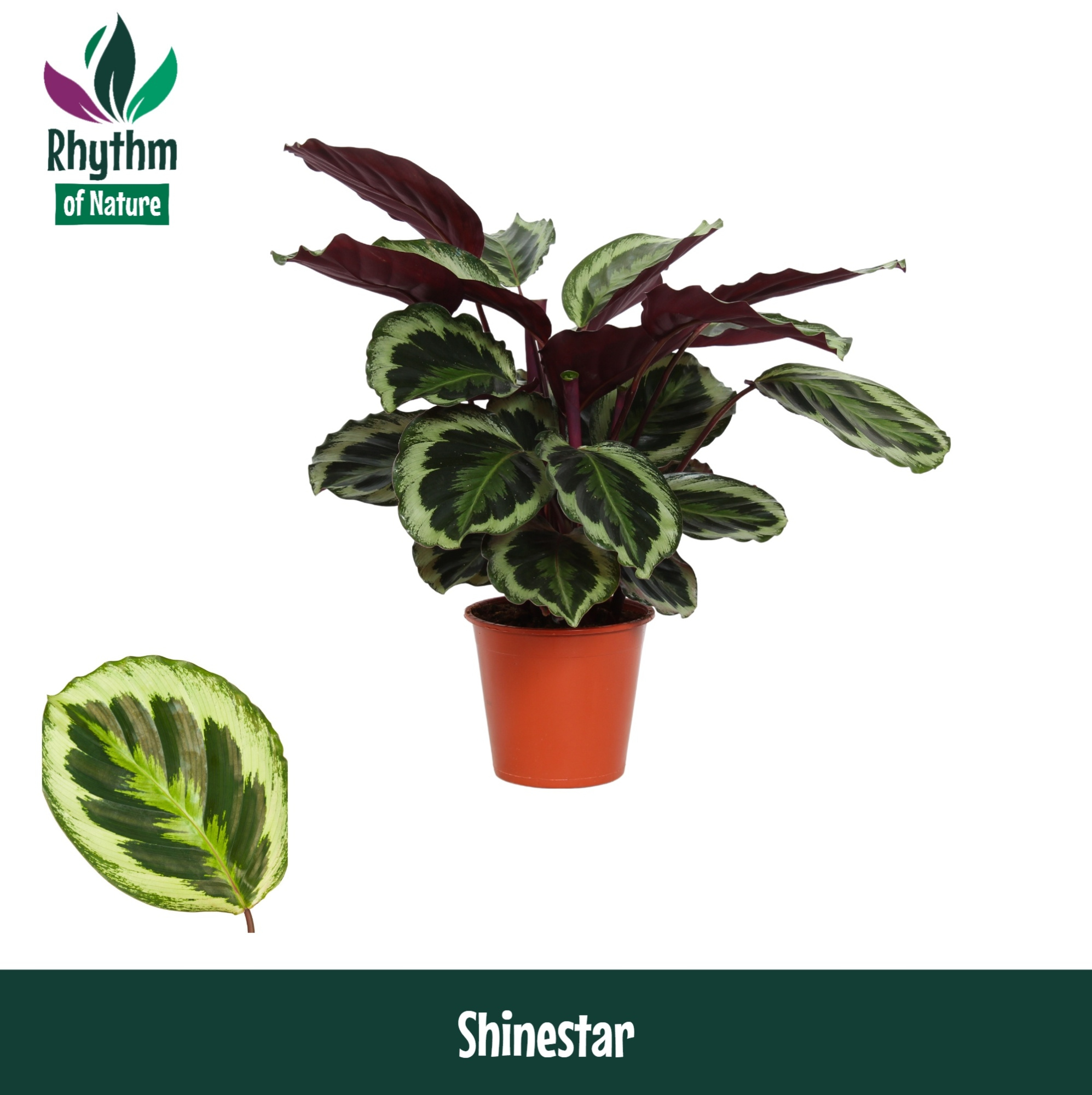 Calathea 19cm Shinestar Rhythm of Nature zonder hoes, D 19 cm