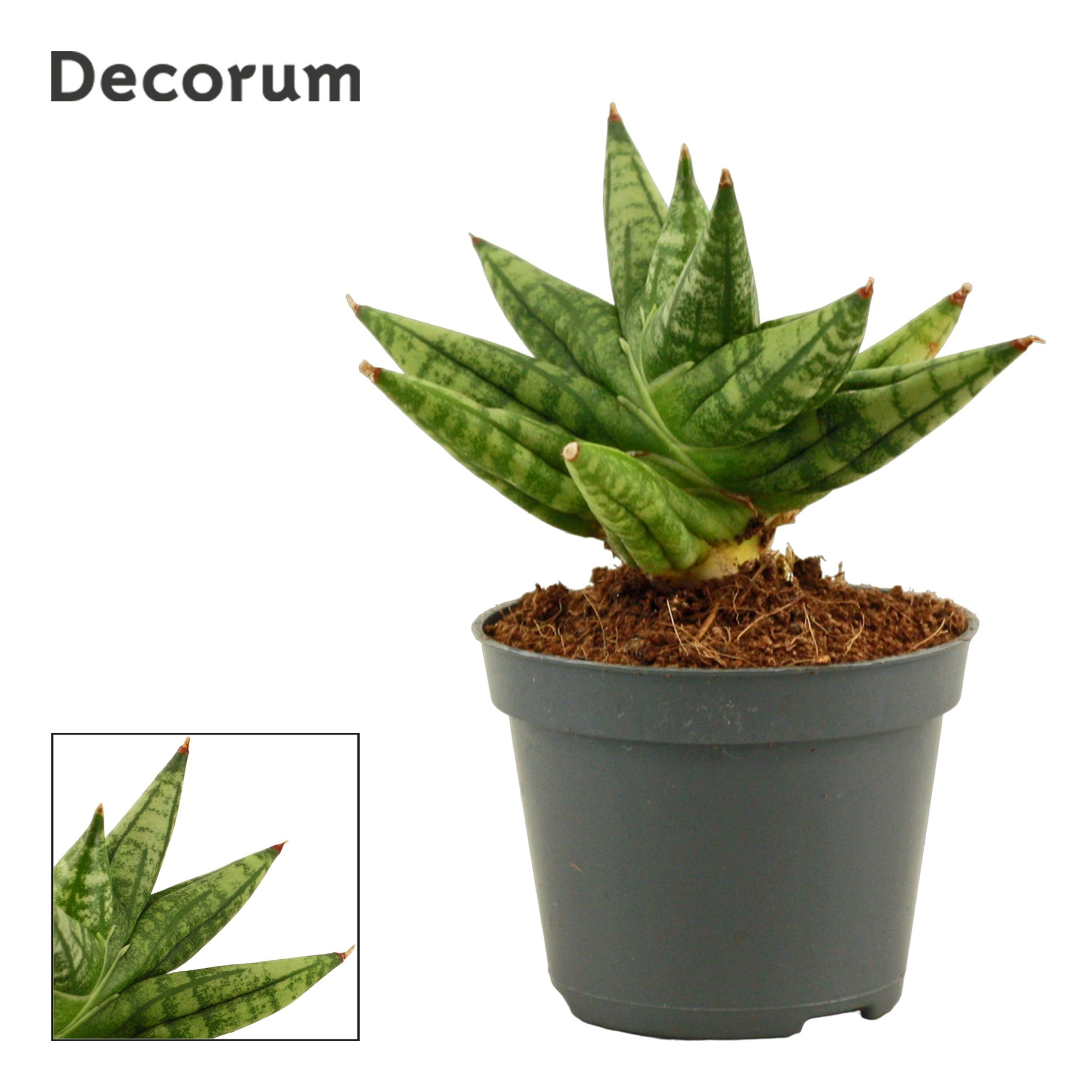Sansevieria Rocky Crown 6 cm (Decorum), D 6
