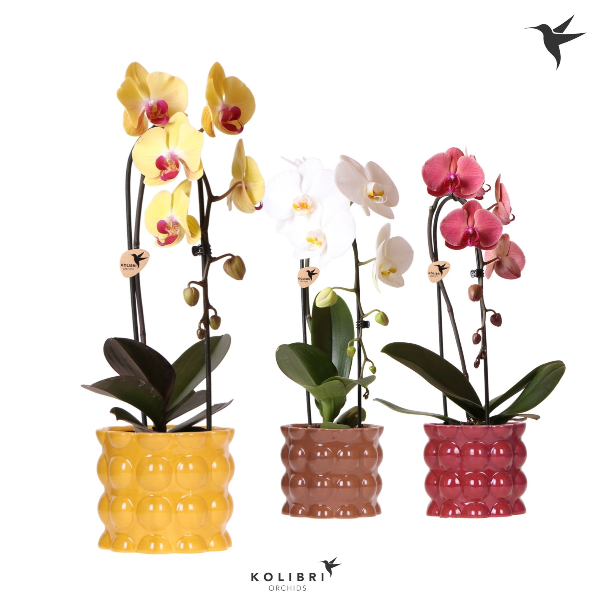 Kolibri Orchids Cascade Niagara Fall mix 1 spike in Cotton pot yellow mix, D 12