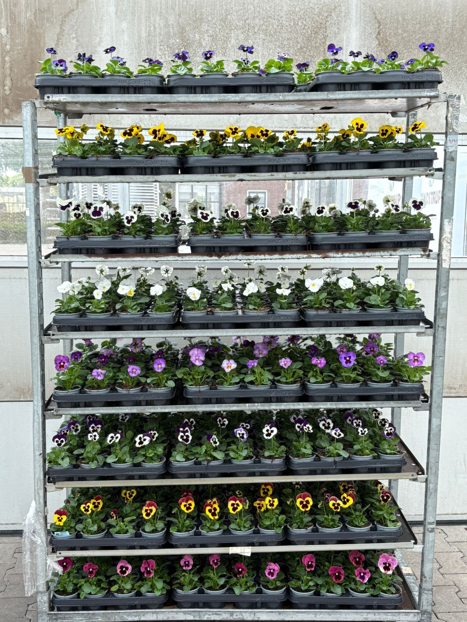 Viola F1 Mixkar, D 9 cm