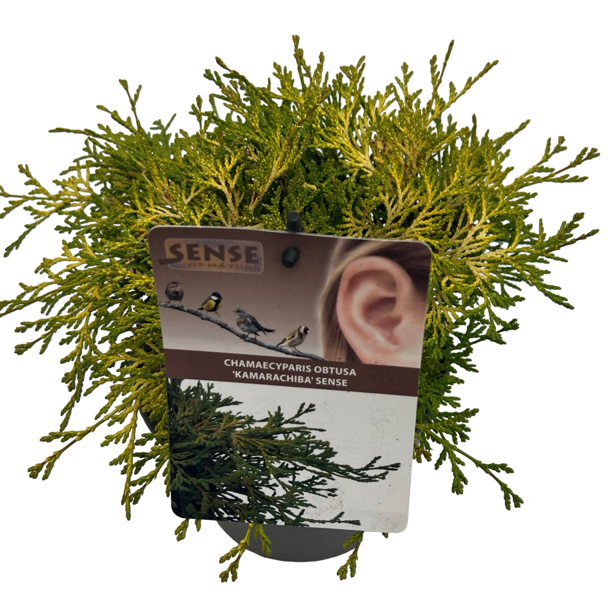 Chamaecyparis obt. 'Kamarachiba' sense, D 17