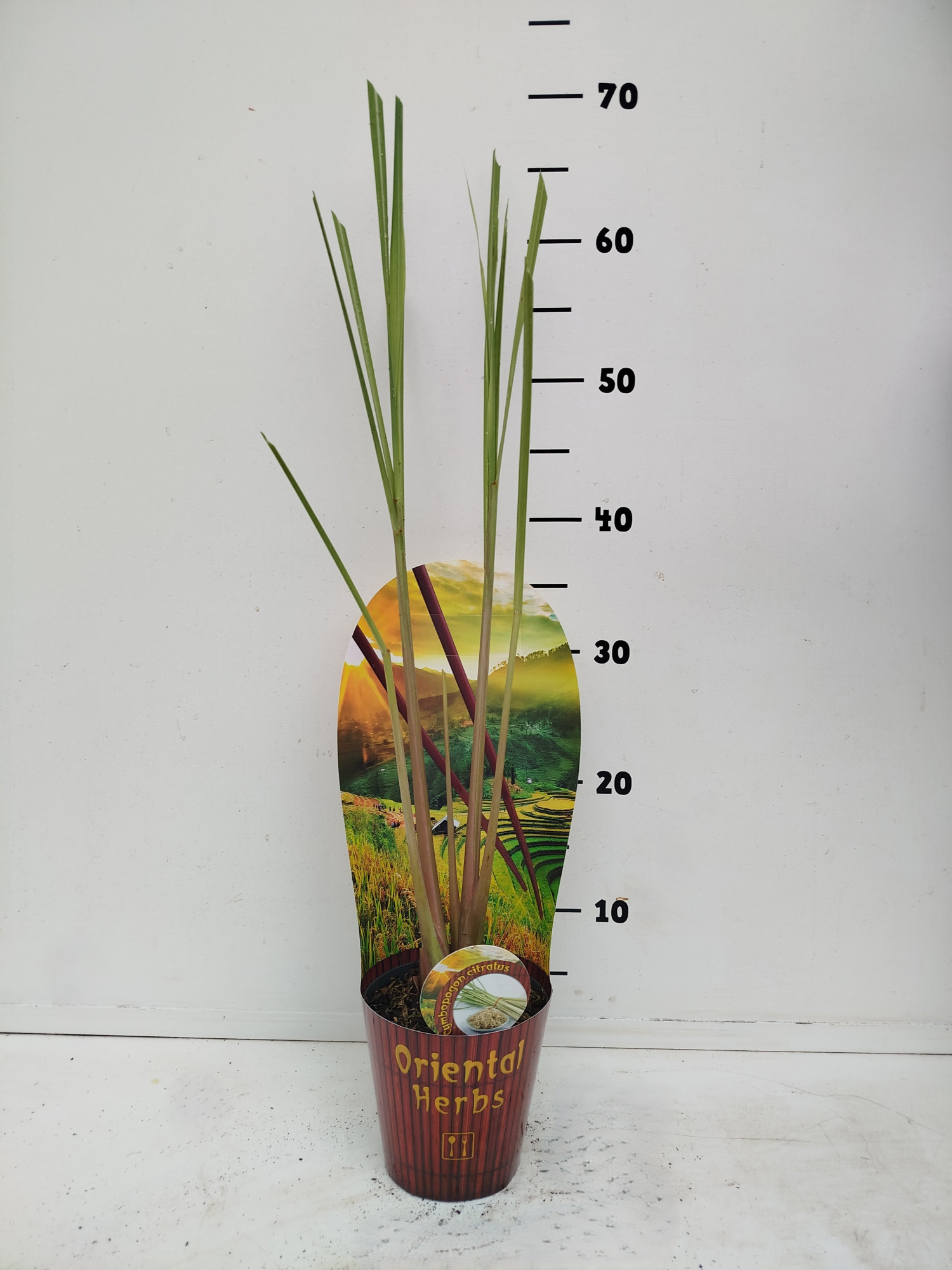 Cimbopogon citratus, D 12