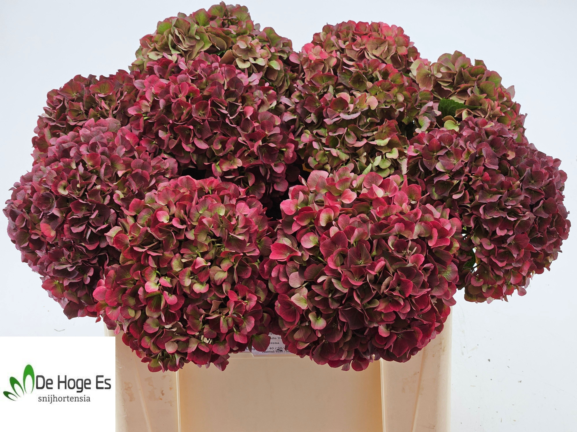 Гортензия Мэджикал Пинк Руби Классик 50, шт.