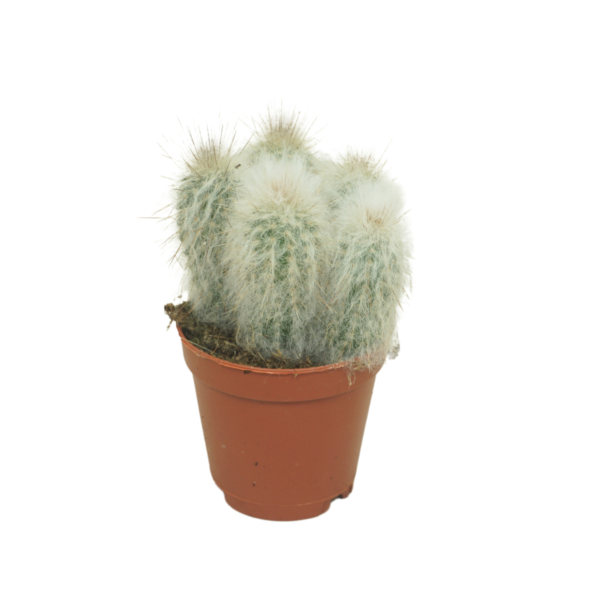 Austrocephalocereus dybowski 5,5 cm, D 5,5