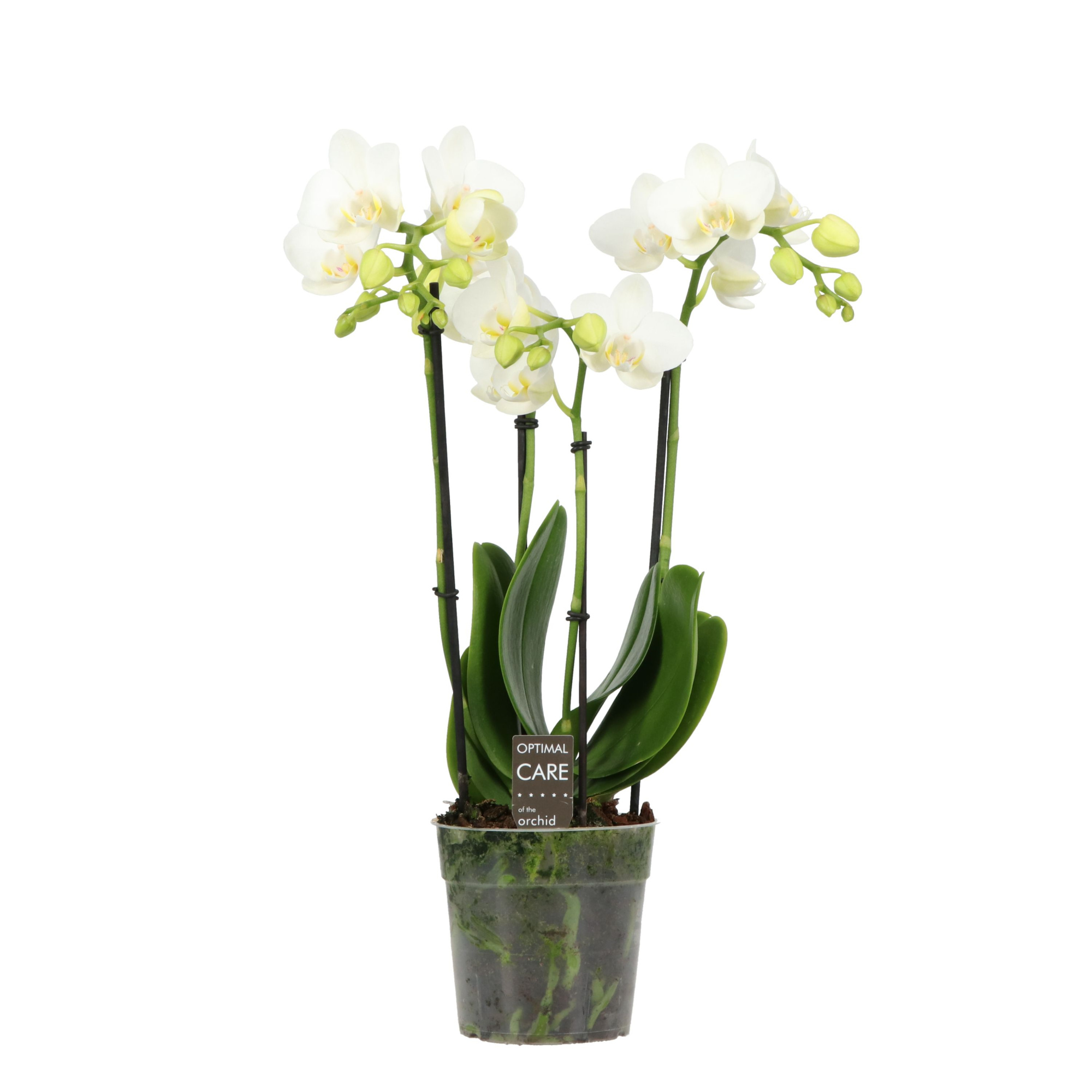 Colours P12 BO Amabilis Starrion 3/4+ spike, D 12