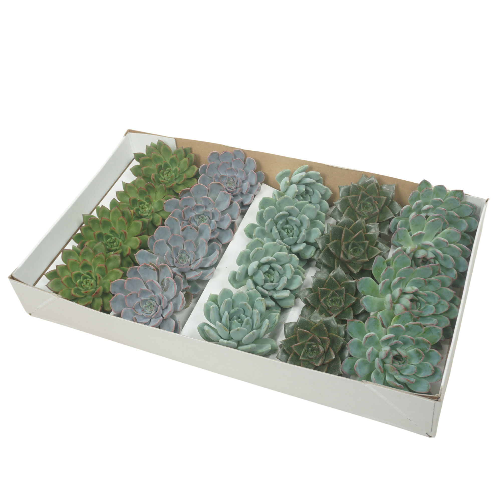 Gesneden Echeveria mix 9-11 cm (Zonder deksel), D 8,5 cm