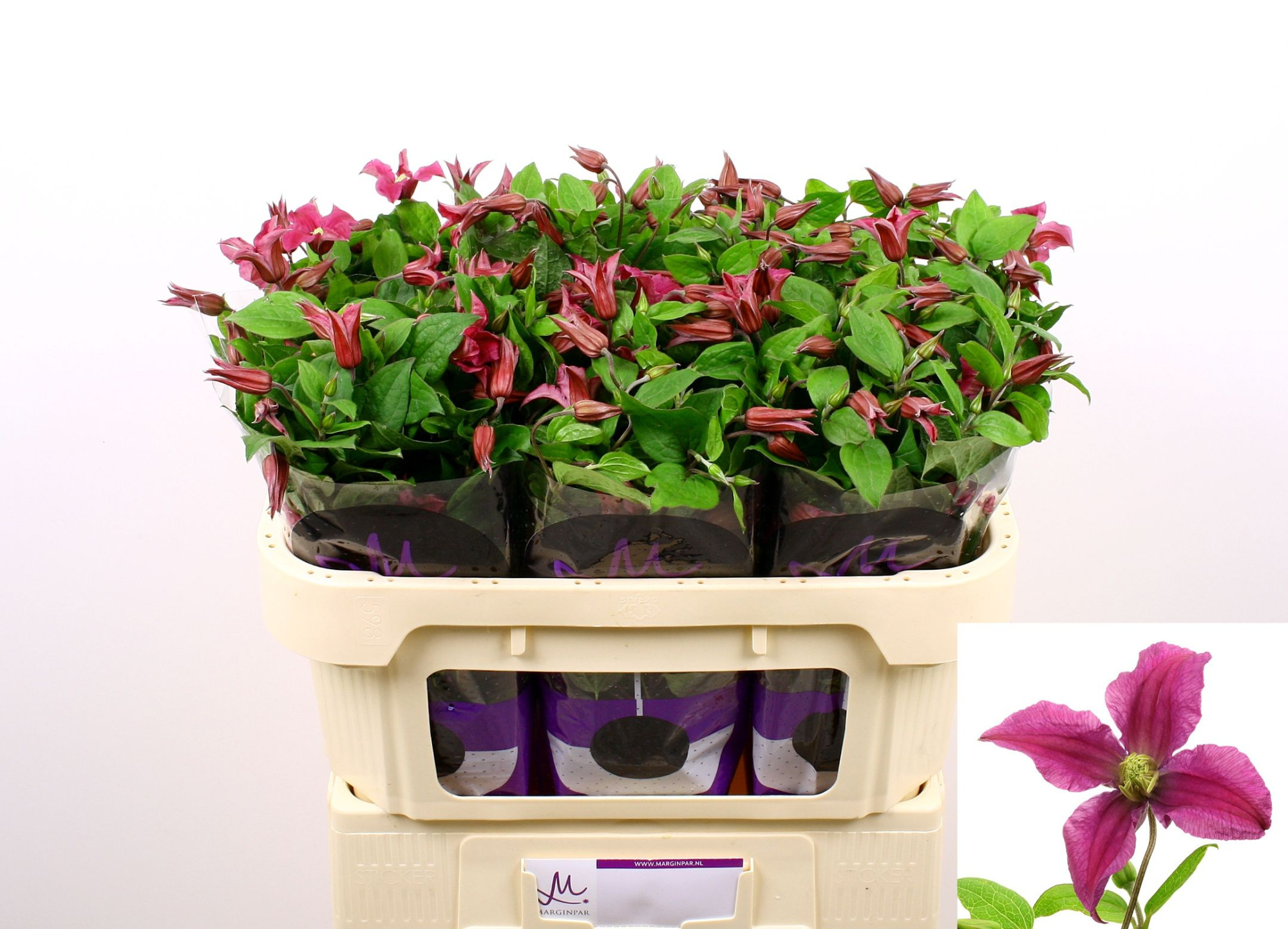 Клематис Эмейзин Киев 70 (ярко-роз.), шт.