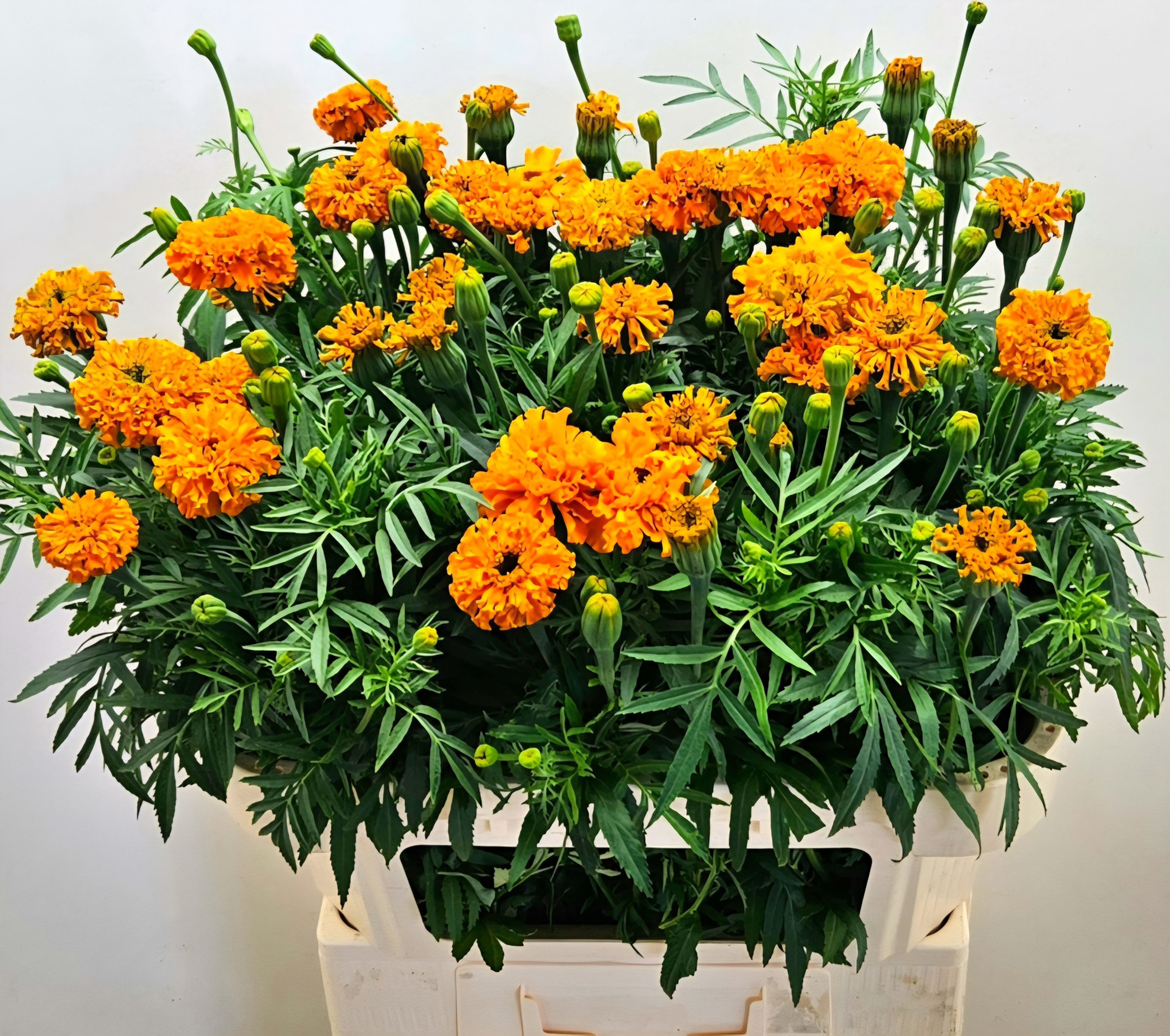 Тагетис Промис Оранж 80, шт.