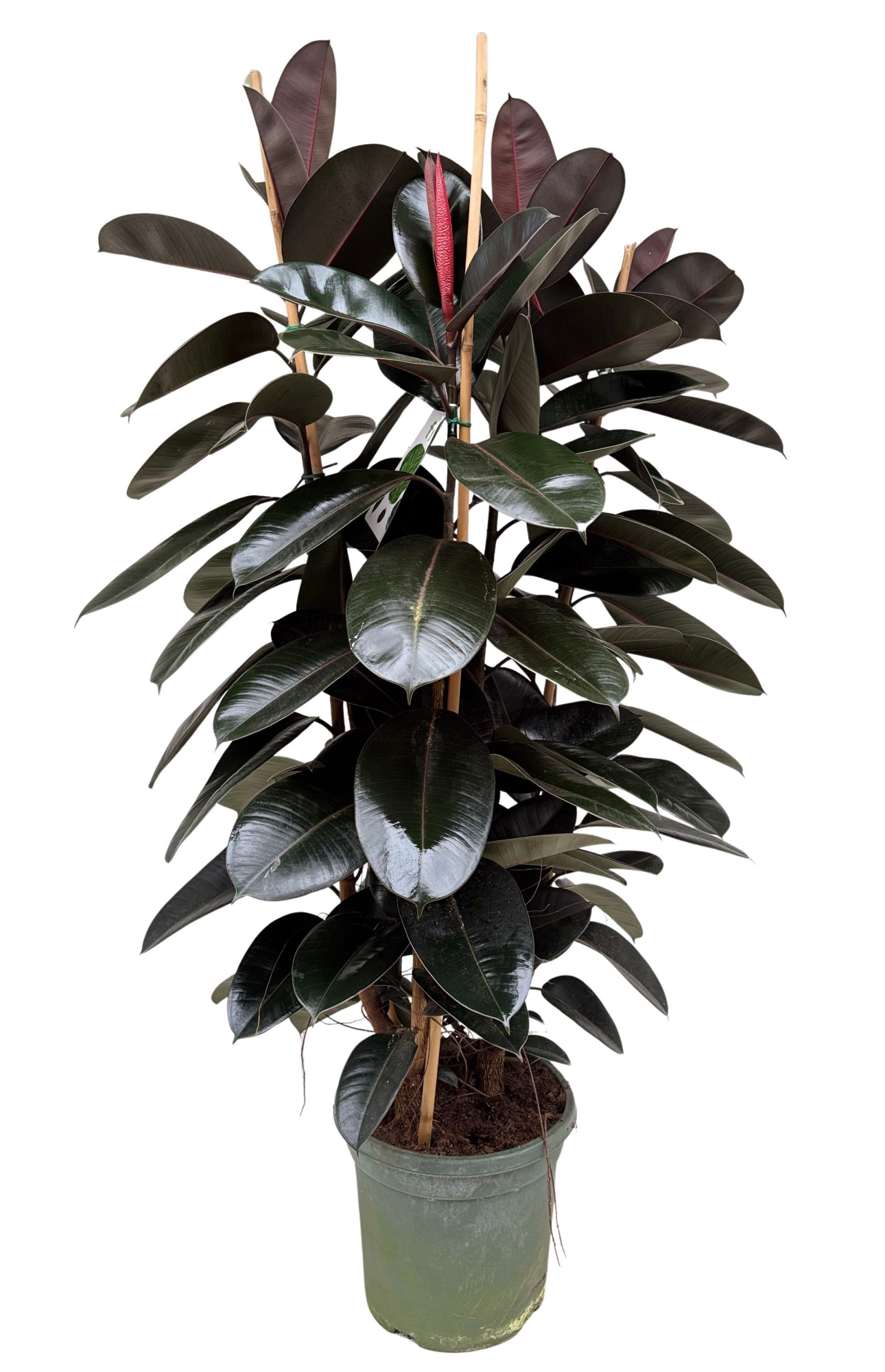 Ficus elastica abidjan P40 toef, D 40