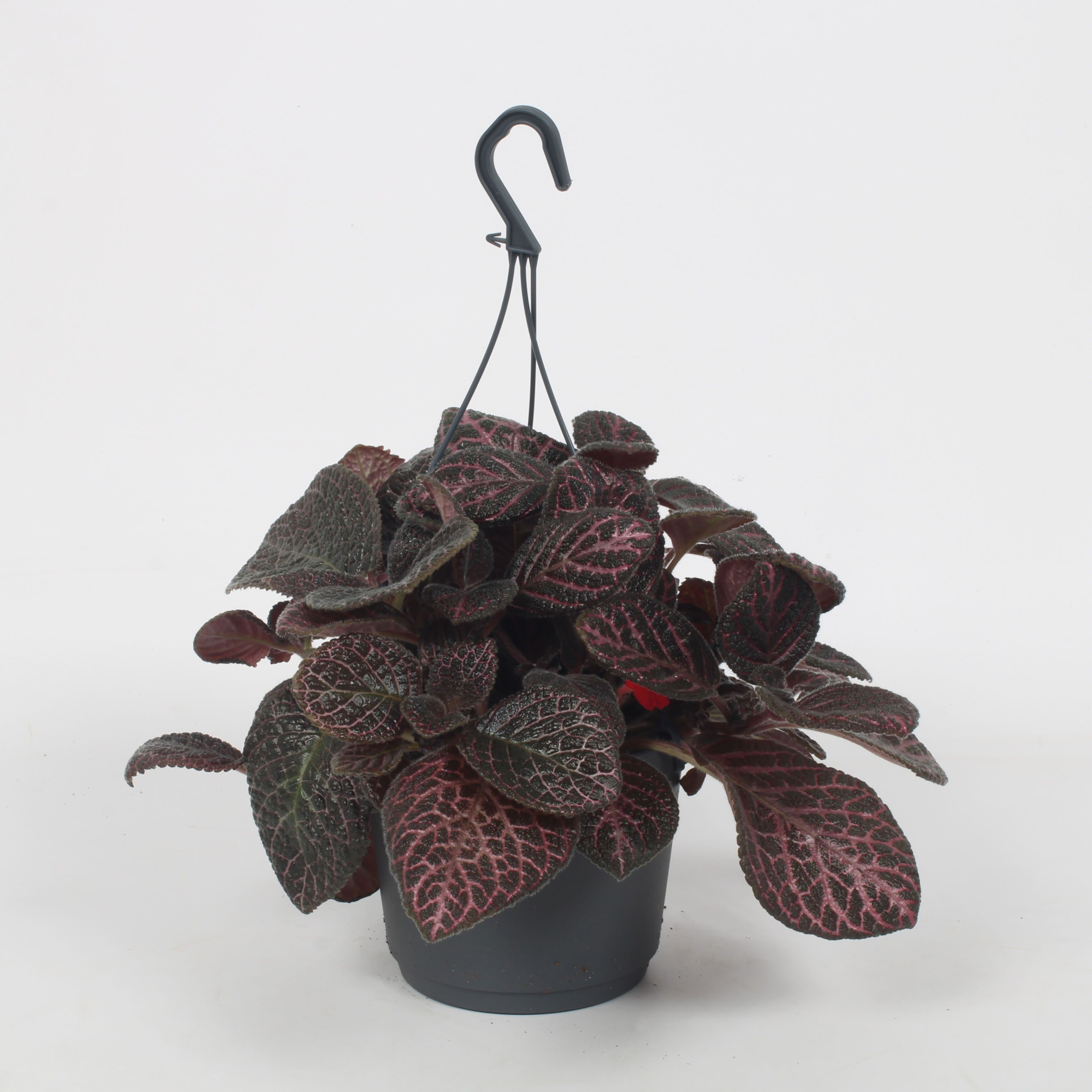 Episcia Country Brilliance 17CM, D 17 cm