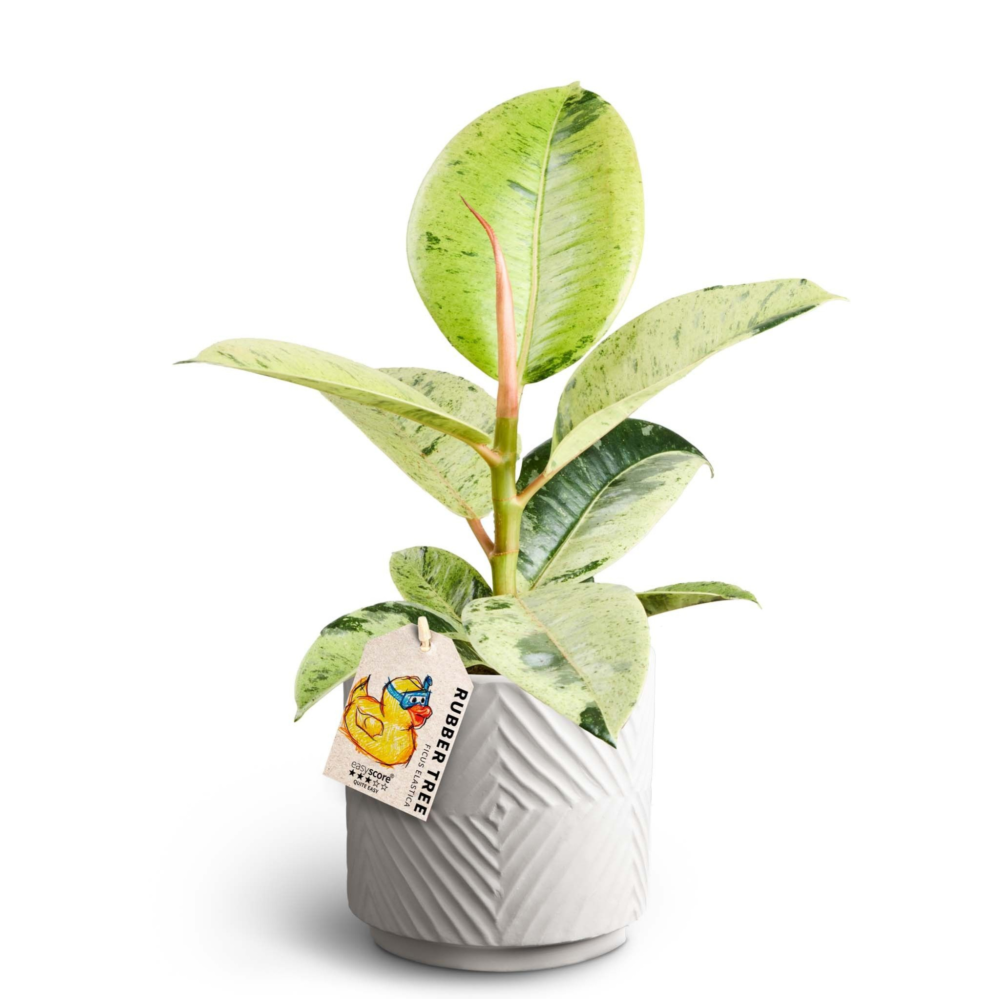 Dune Sand, Ficus elastica ´Shivereana', D 12 cm