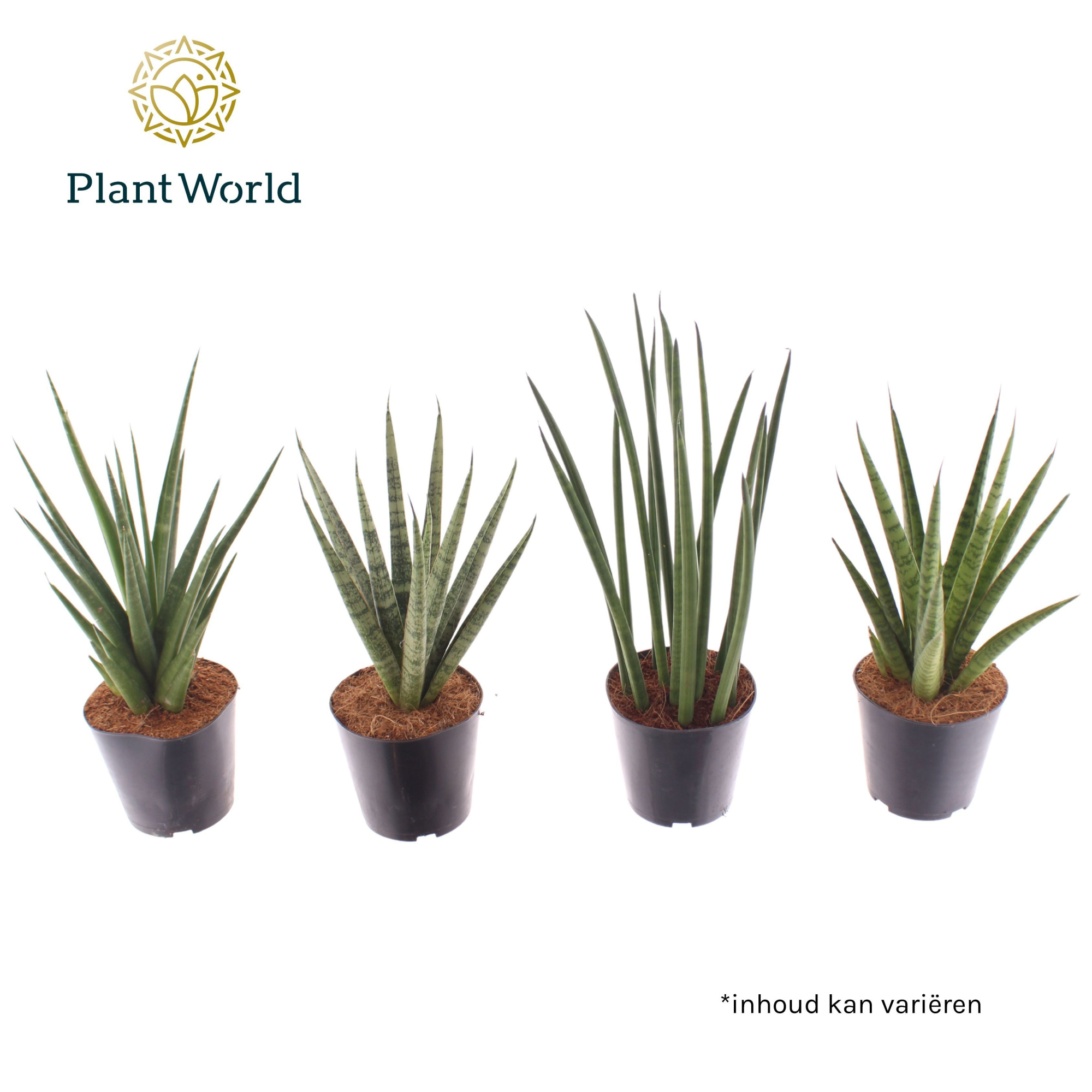 Sansevieria mix basic mix, D 12 cm