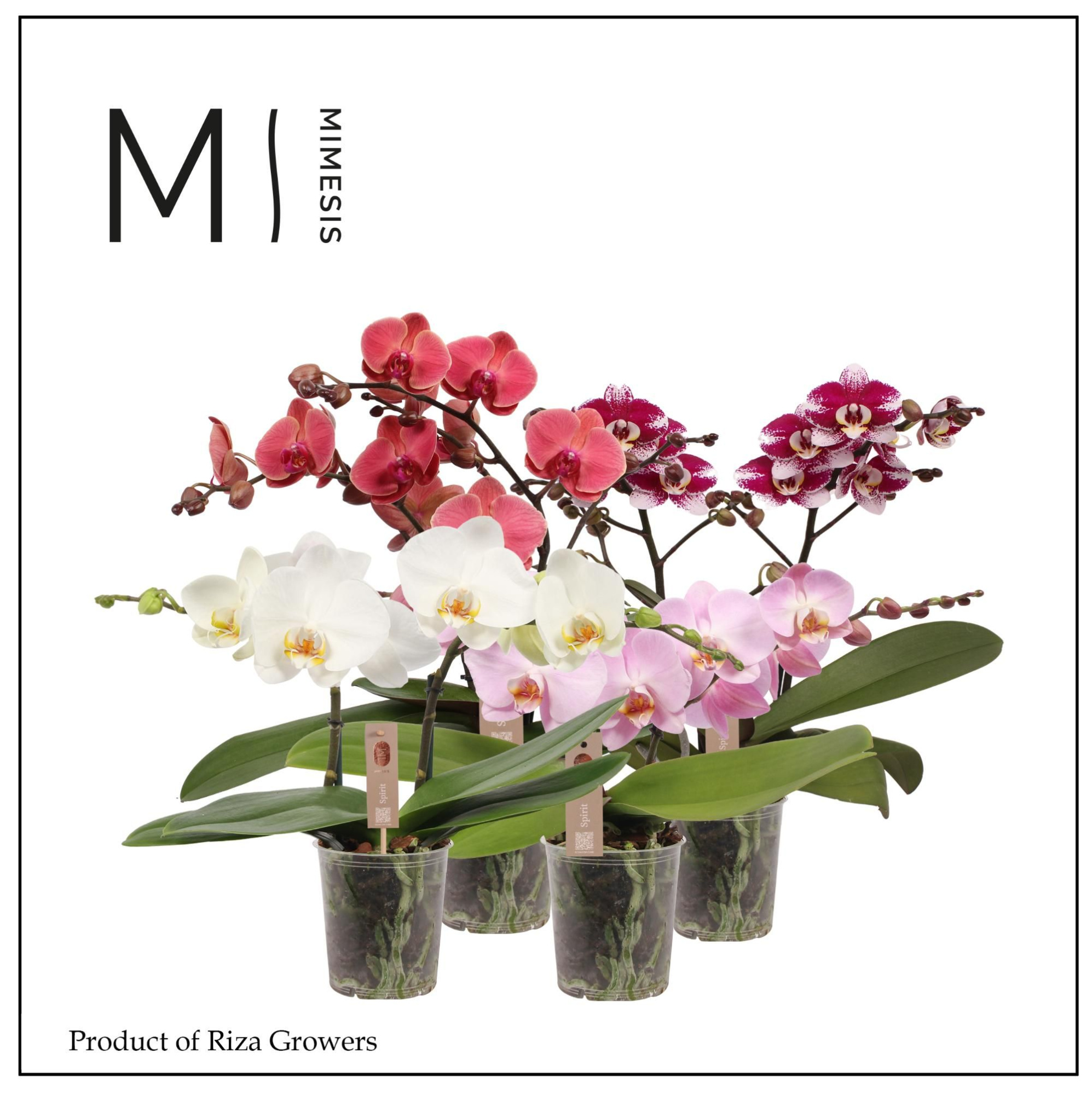Phalaenopsis Spirit Mix 2 spike - 12cm | Mimesis, D 12 cm