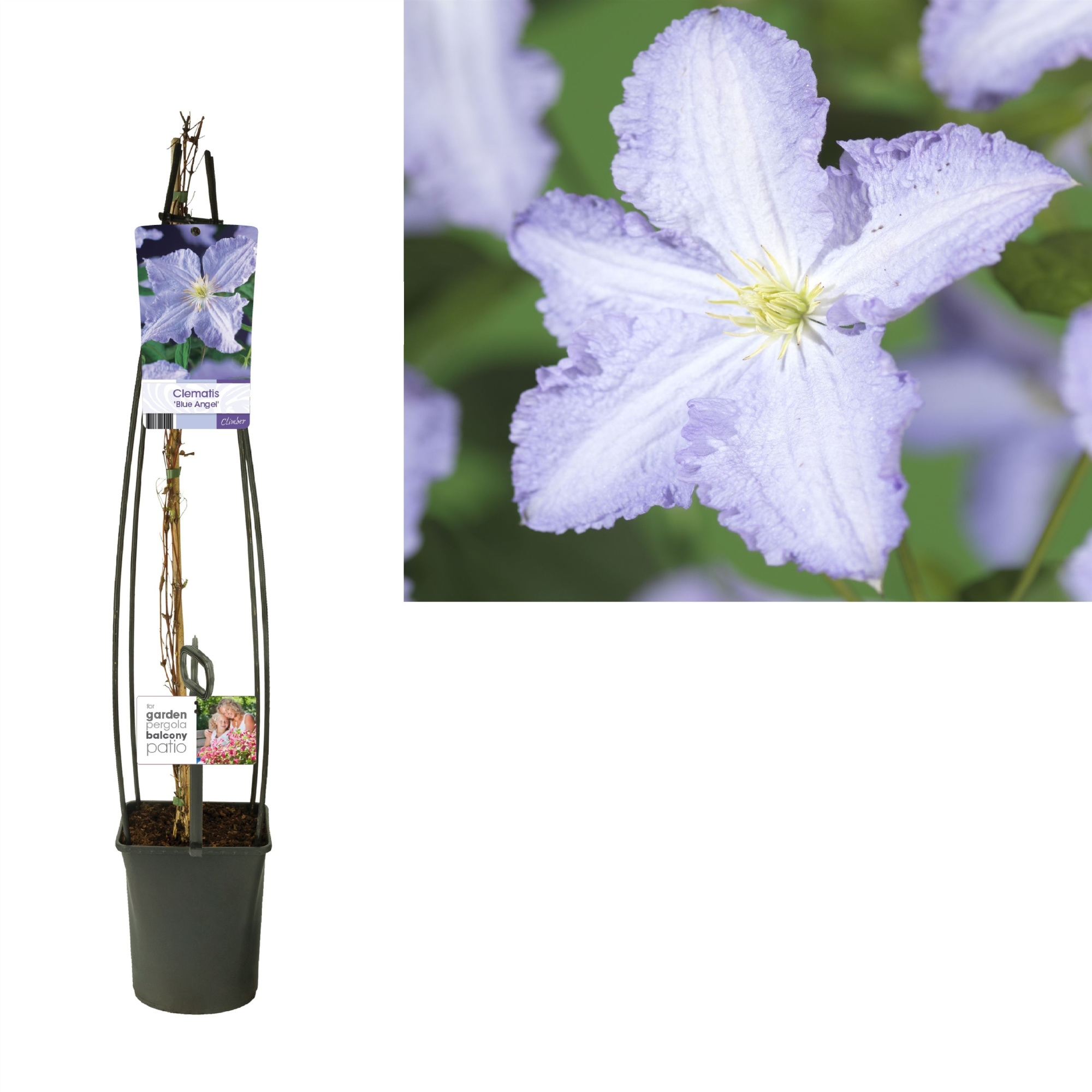 Clematis 'Blue Angel' +light label, D 23 cm
