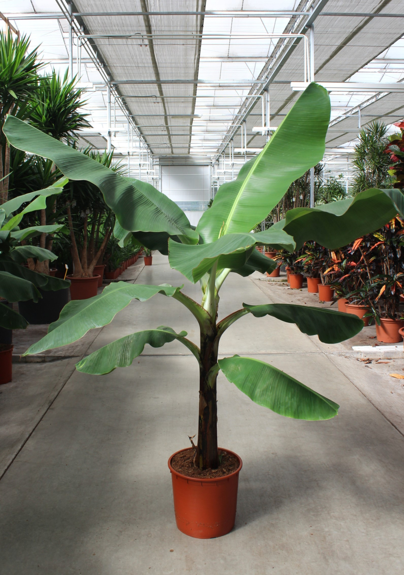 Musa 'Dwarf Cavendish', D 34 cm