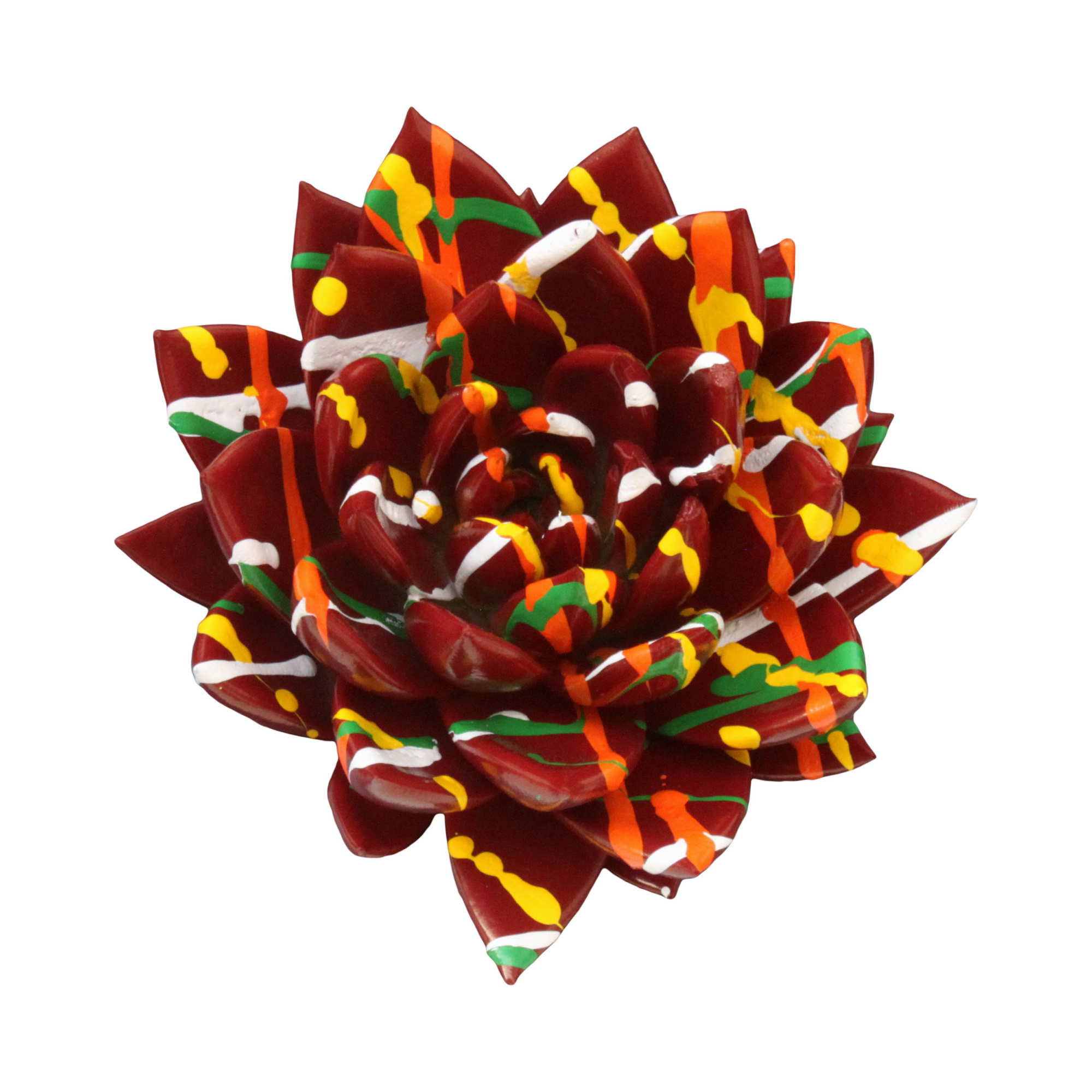 Echeveria coloured Splash red, D 12 cm