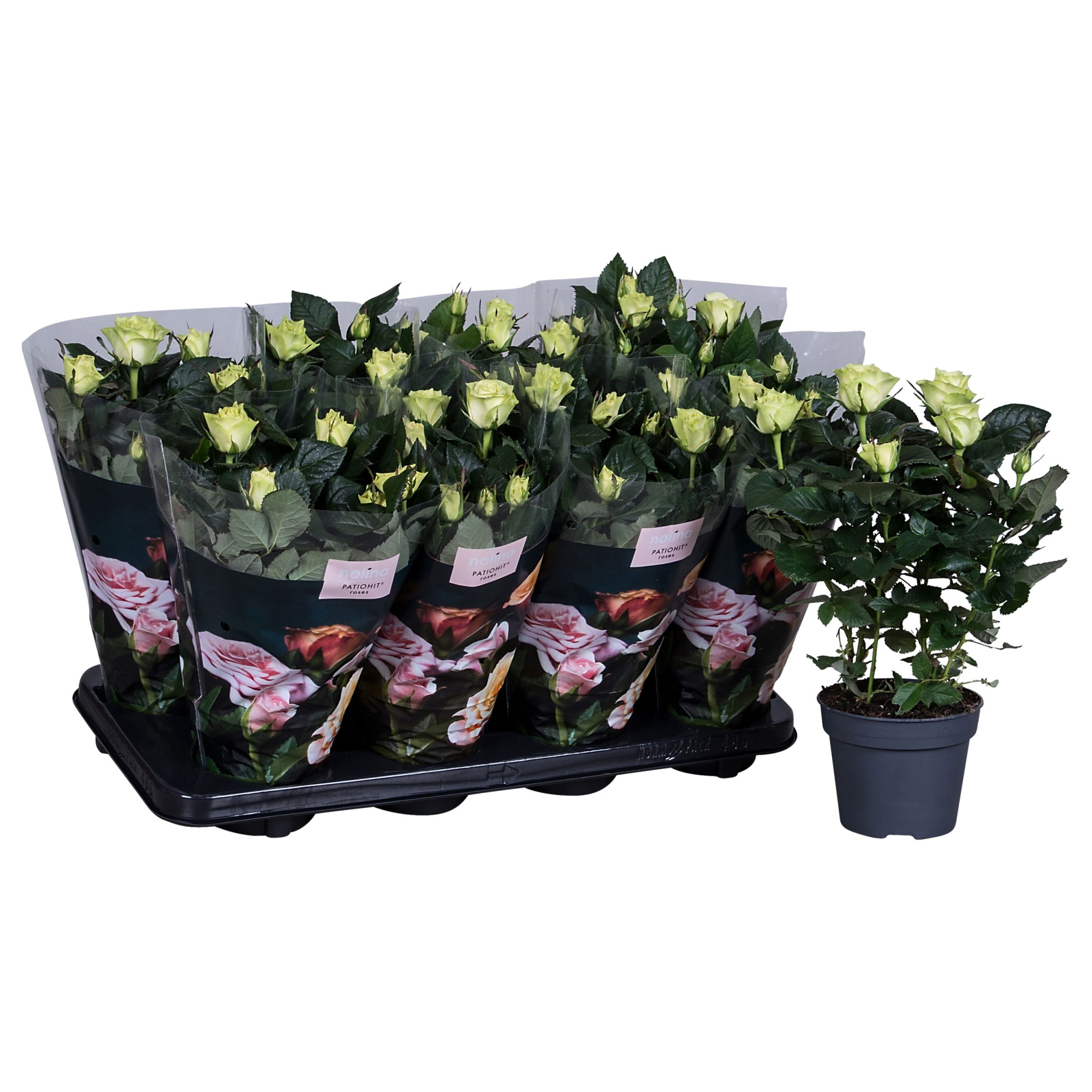 Nolina Roses Ø 13 cm White, D 13