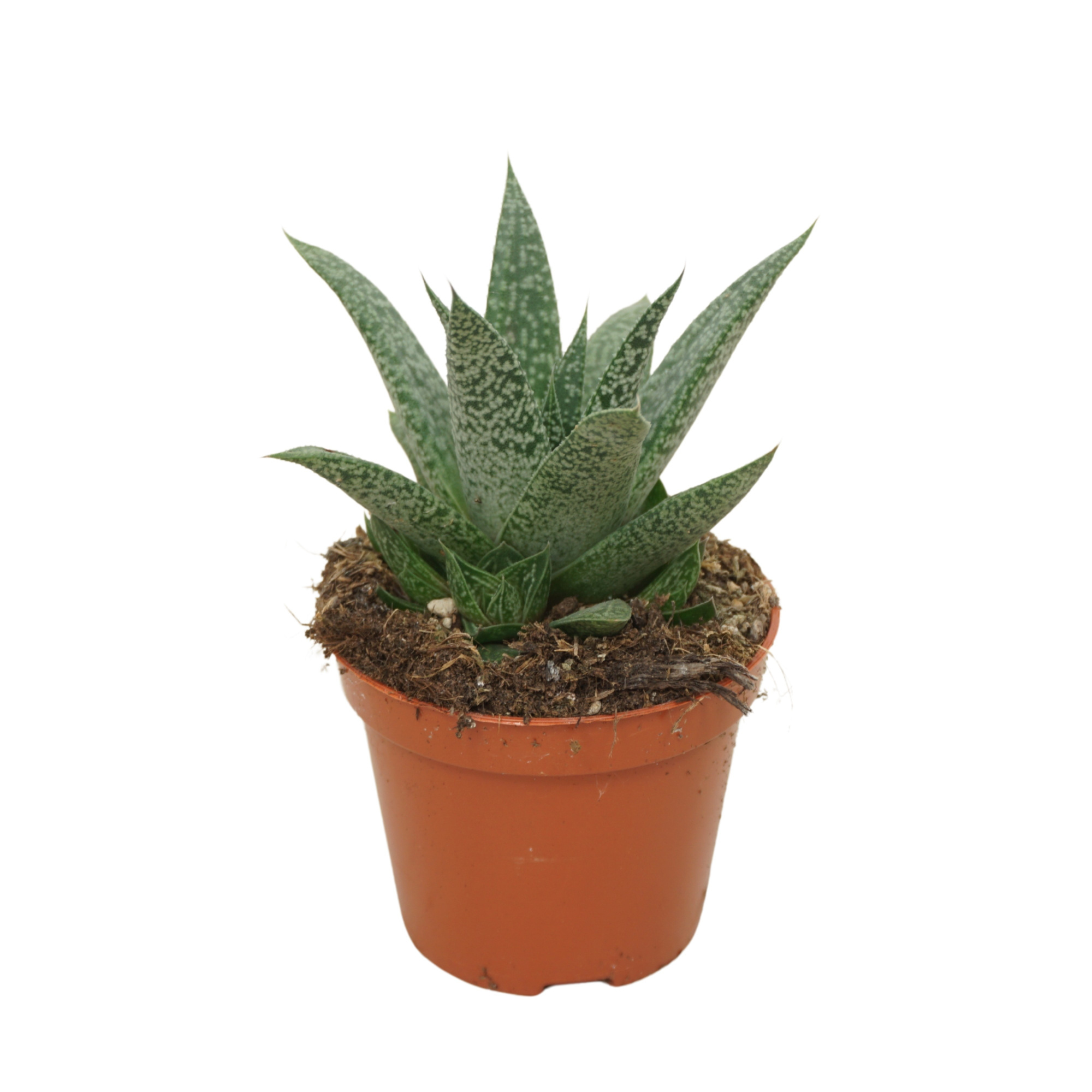 Gasteria d'grey moon 8,5 cm, D 8,5 cm